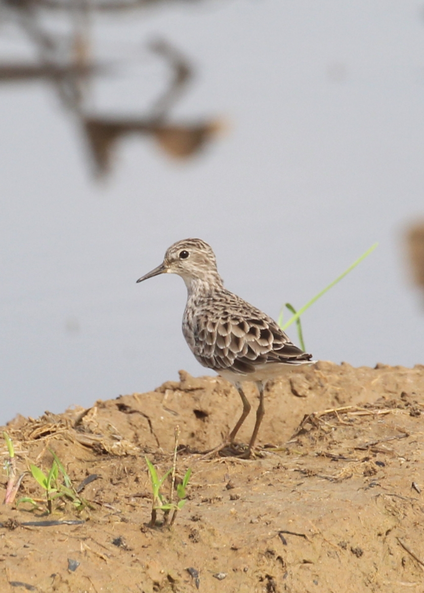 Long-toed Stint — Borneo wildlife, book, free download, jungle tour, bird, bird tour