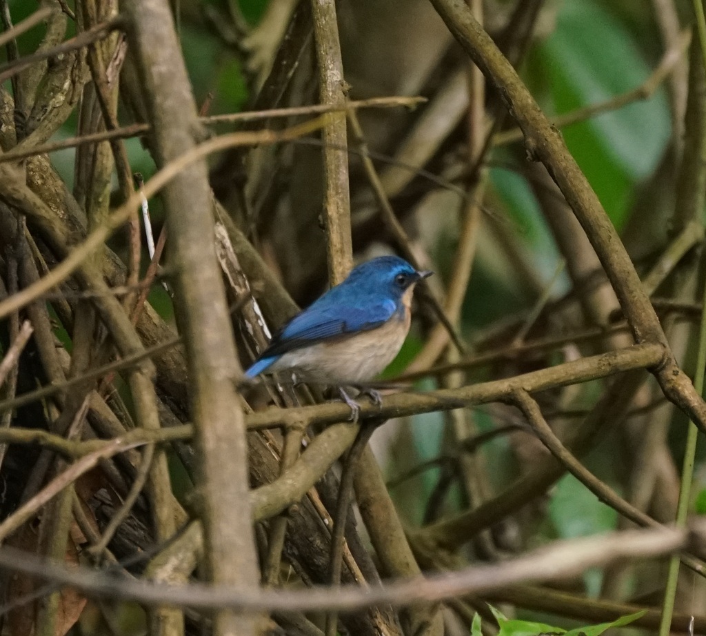 Malaysian Blue Flycatcher — Borneo wildlife, book, free download, jungle tour, bird, bird tour