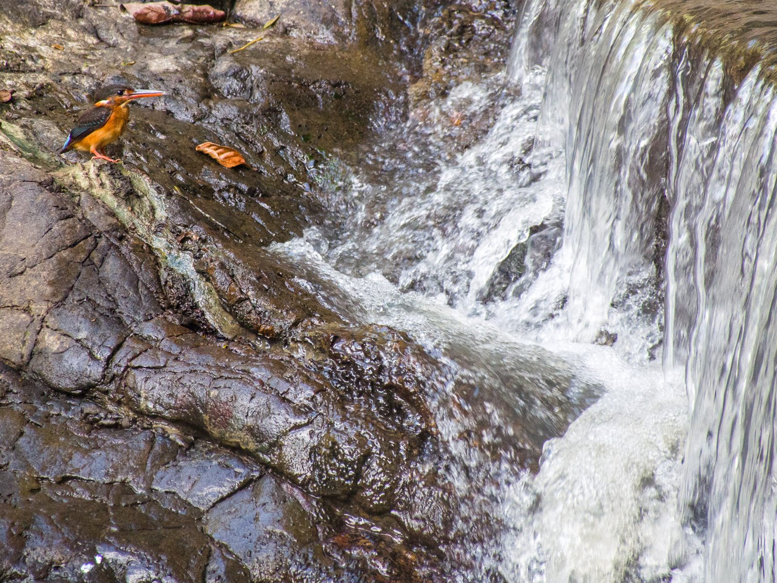 Malaysian Blue-banded Kingfisher — Borneo wildlife, book, free download, jungle tour, bird, bird tour