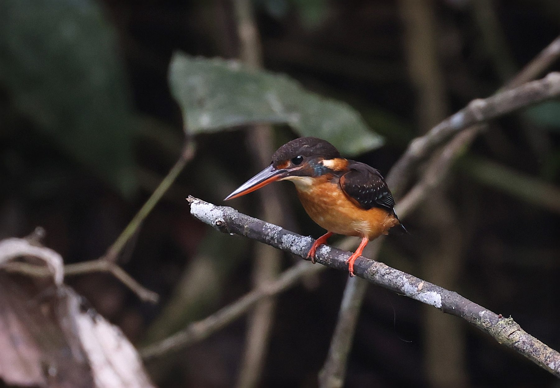 Malaysian Blue-banded Kingfisher — Borneo wildlife, book, free download, jungle tour, bird, bird tour