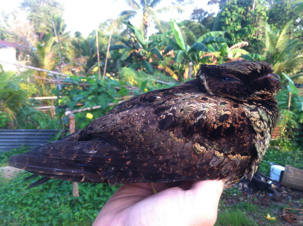 Malaysian Eared-Nightjar — Borneo wildlife, book, free download, jungle tour, bird, bird tour