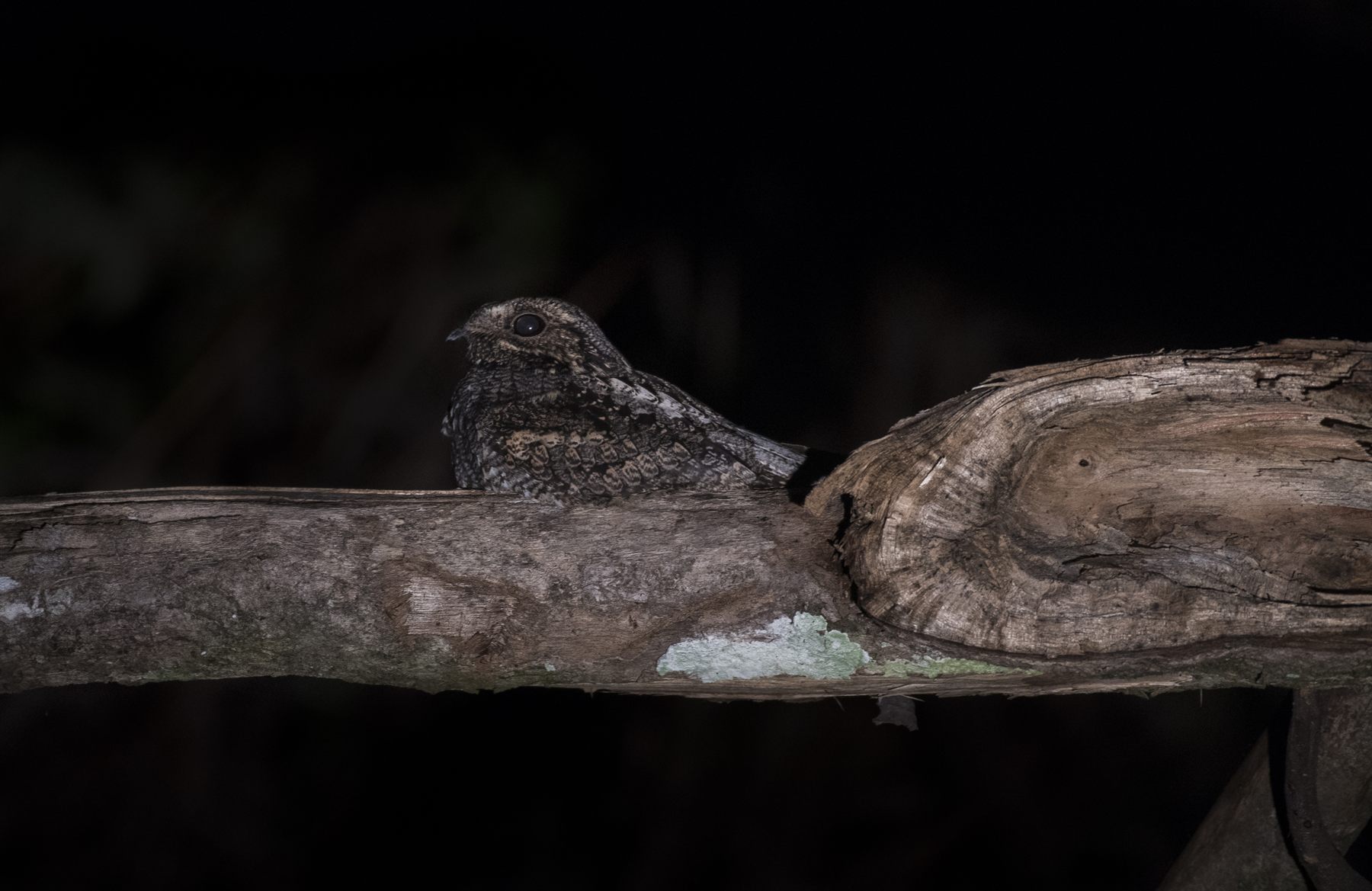 Malaysian Eared-Nightjar — Borneo wildlife, book, free download, jungle tour, bird, bird tour