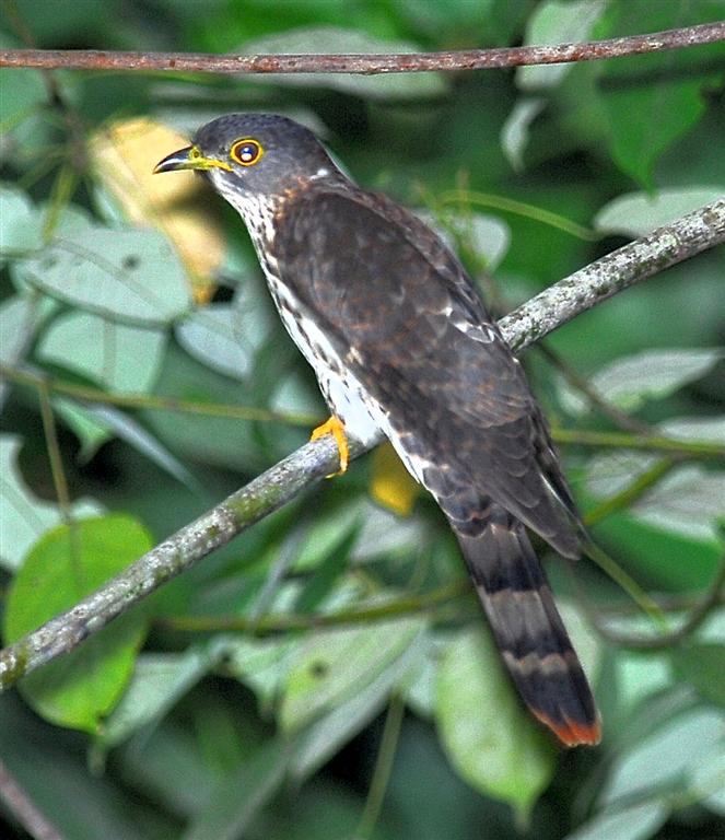 Malaysian Hawk-Cuckoo — Borneo wildlife, book, free download, jungle tour, bird, bird tour