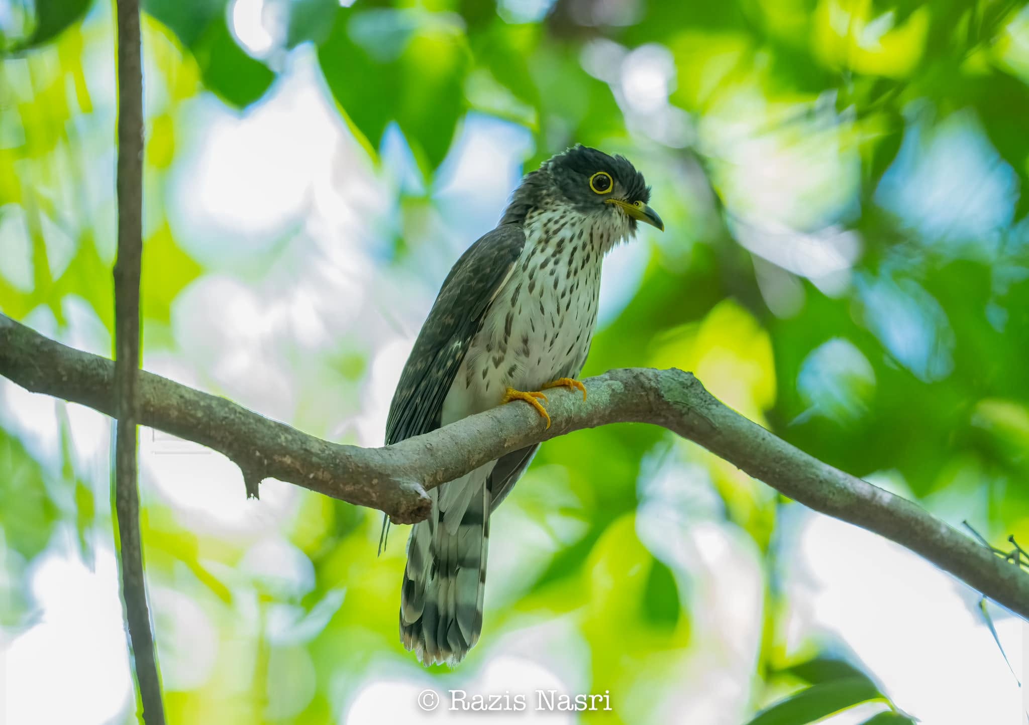 Malaysian Hawk-Cuckoo — Borneo wildlife, book, free download, jungle tour, bird, bird tour