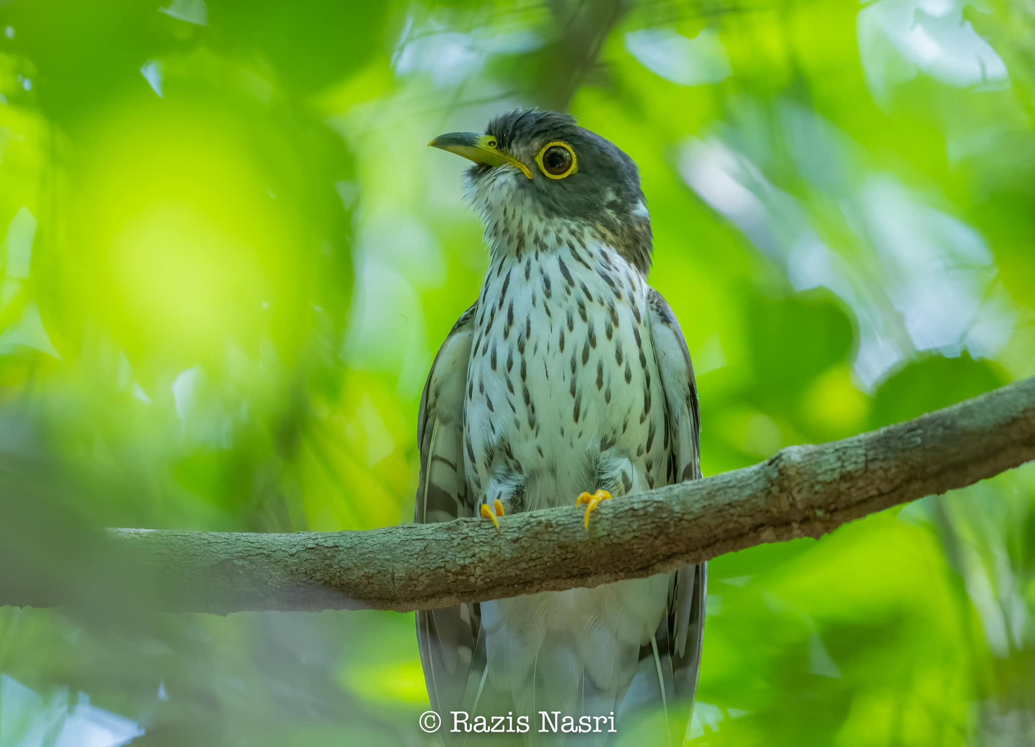 Malaysian Hawk-Cuckoo — Borneo wildlife, book, free download, jungle tour, bird, bird tour