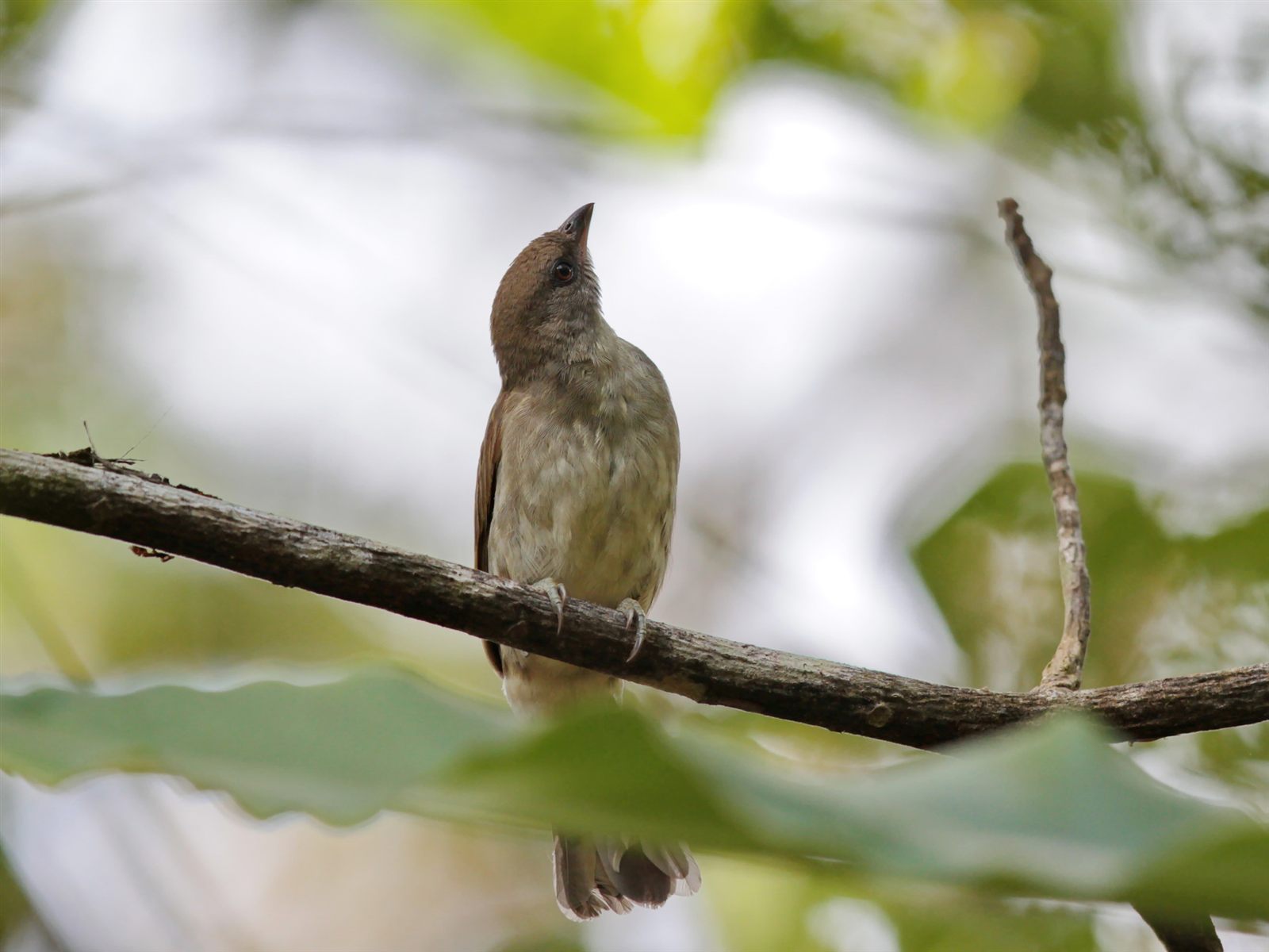 Malaysian Honeyguide — Borneo wildlife, book, free download, jungle tour, bird, bird tour