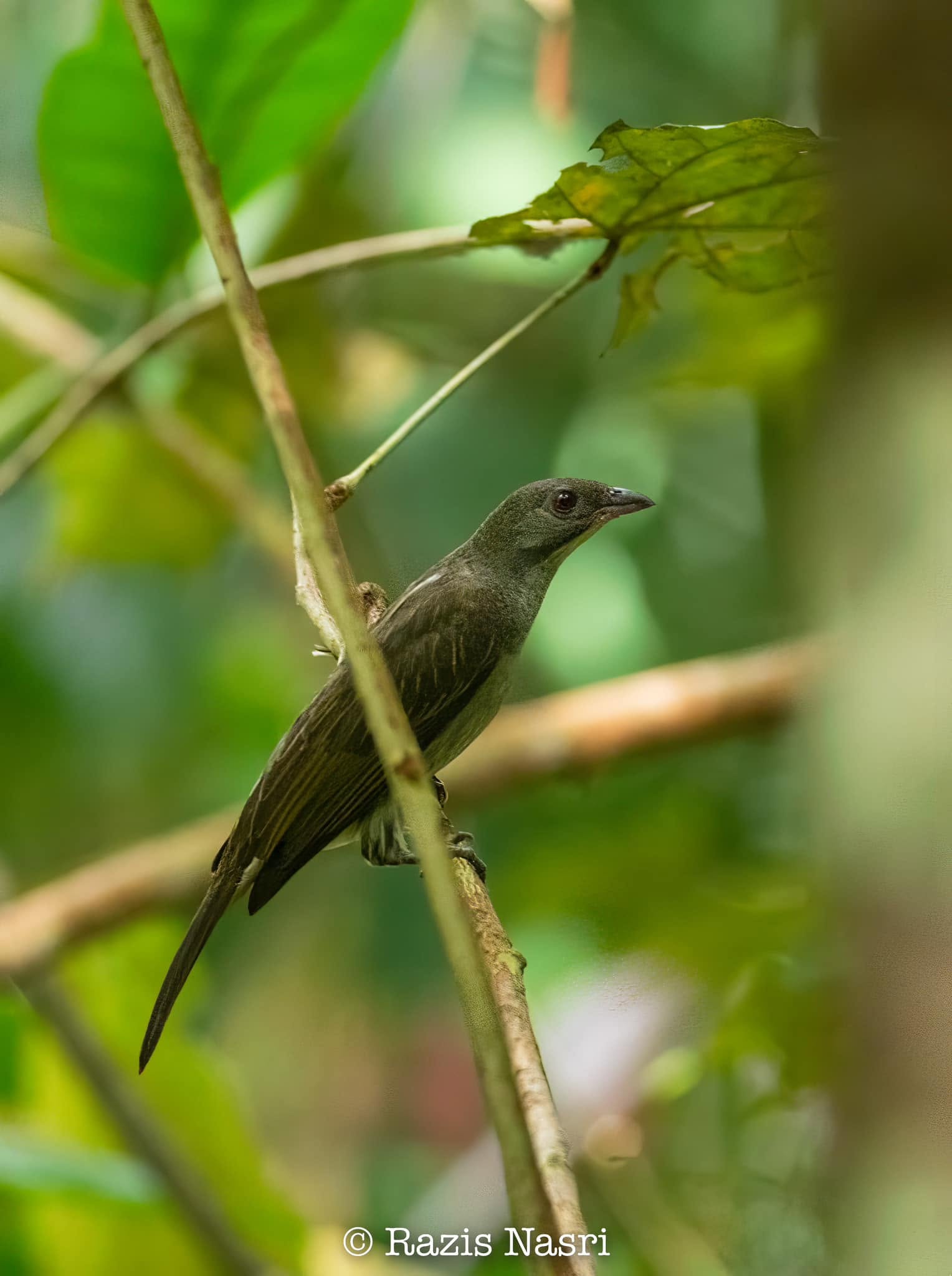 Malaysian Honeyguide — Borneo wildlife, book, free download, jungle tour, bird, bird tour