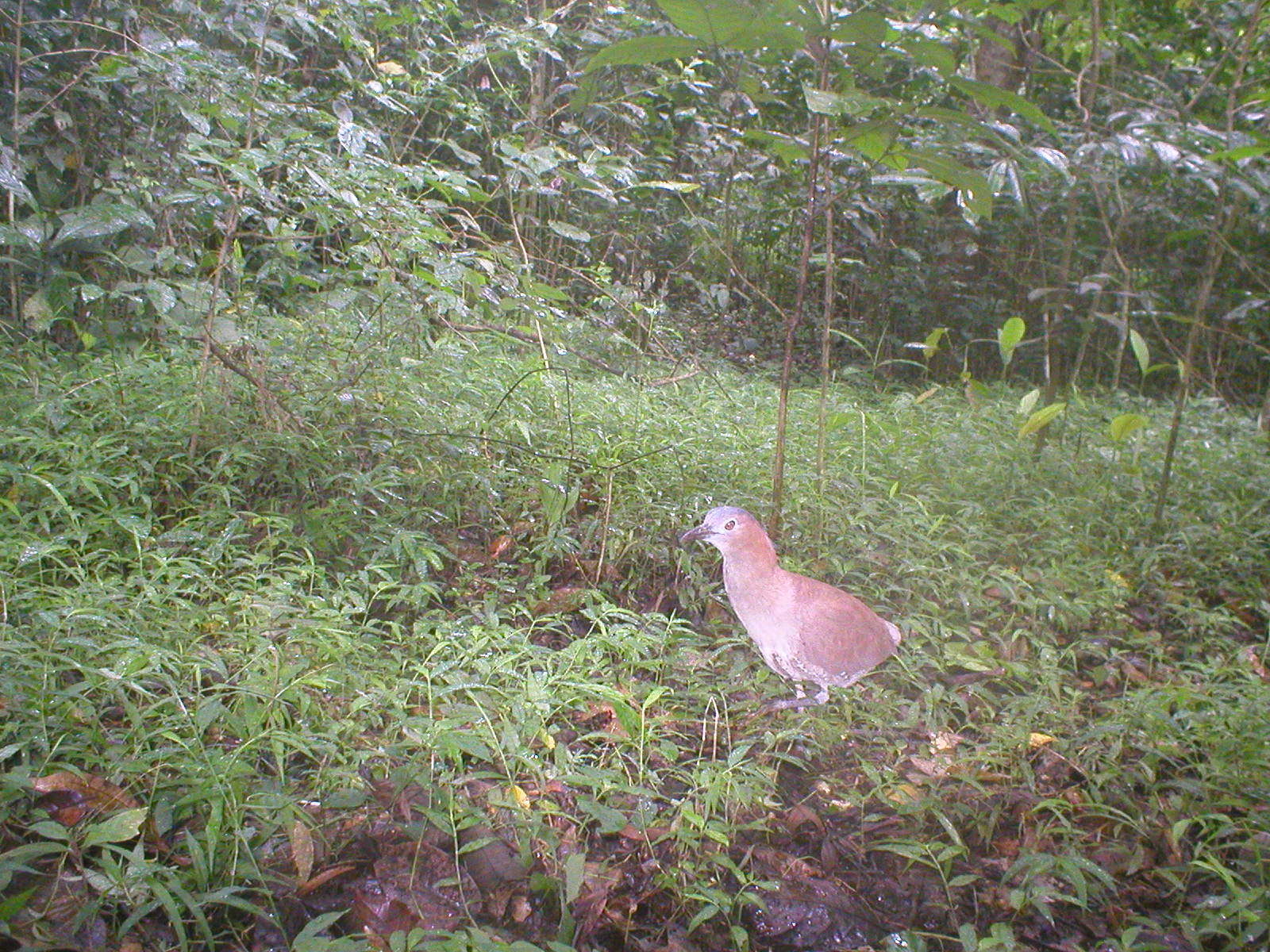 Malayan Night Heron — Borneo wildlife, book, free download, jungle tour, bird, bird tour