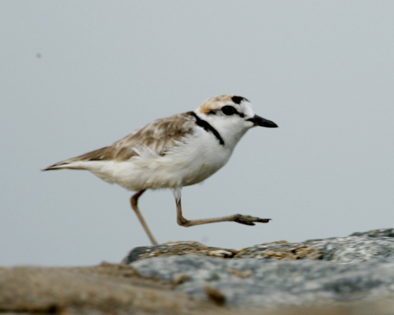 Malaysian Plover — Borneo wildlife, book, free download, jungle tour, bird, bird tour