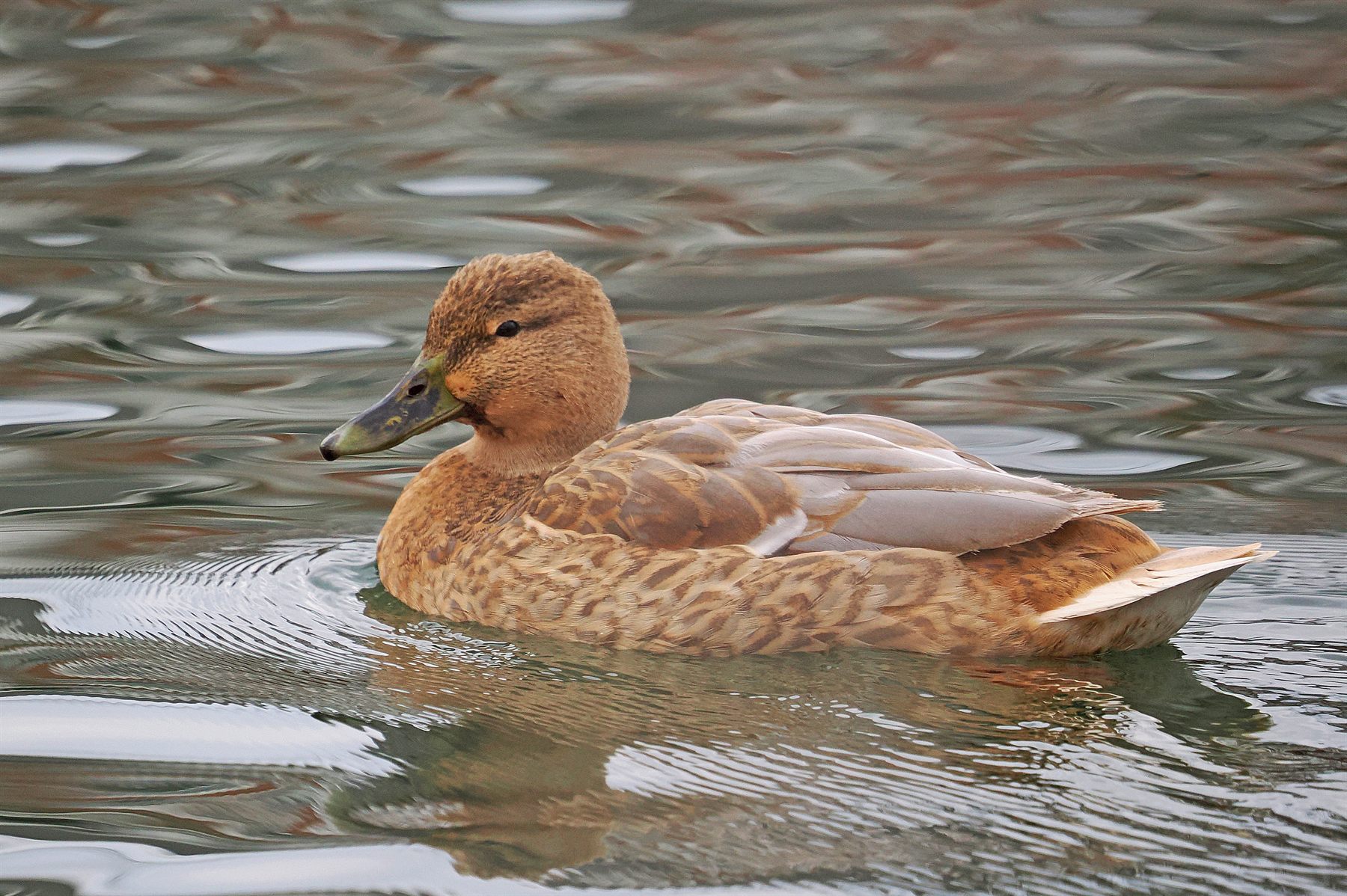 Mallard — Borneo wildlife, book, free download, jungle tour, bird, bird tour