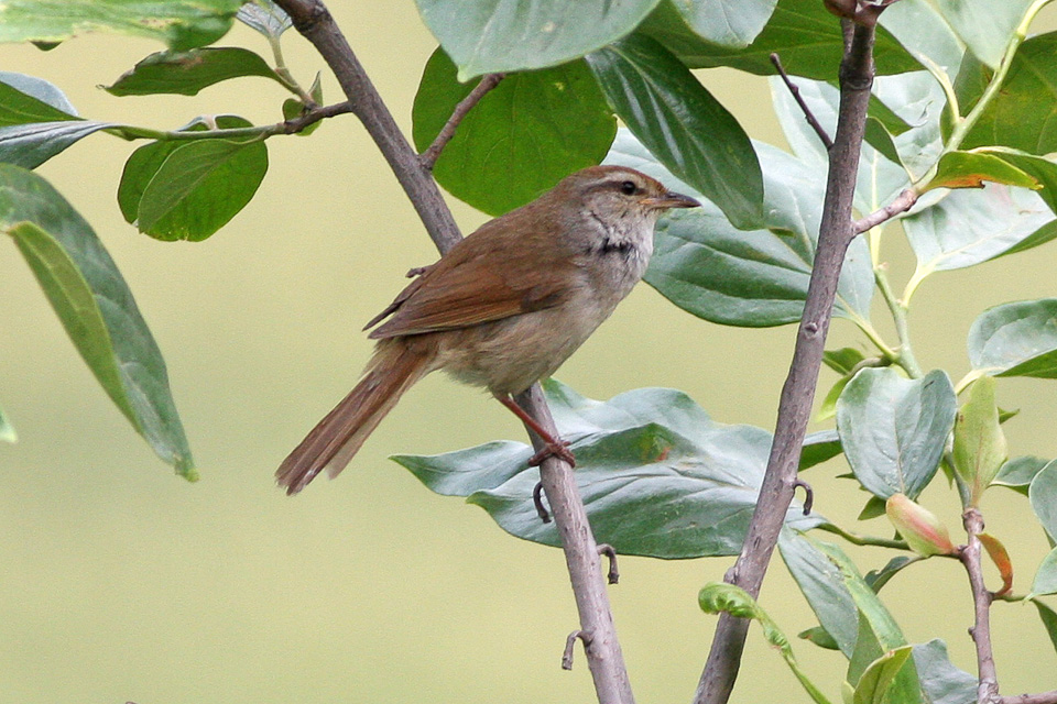 Manchurian Bush Warbler — Borneo wildlife, book, free download, jungle tour, bird, bird tour