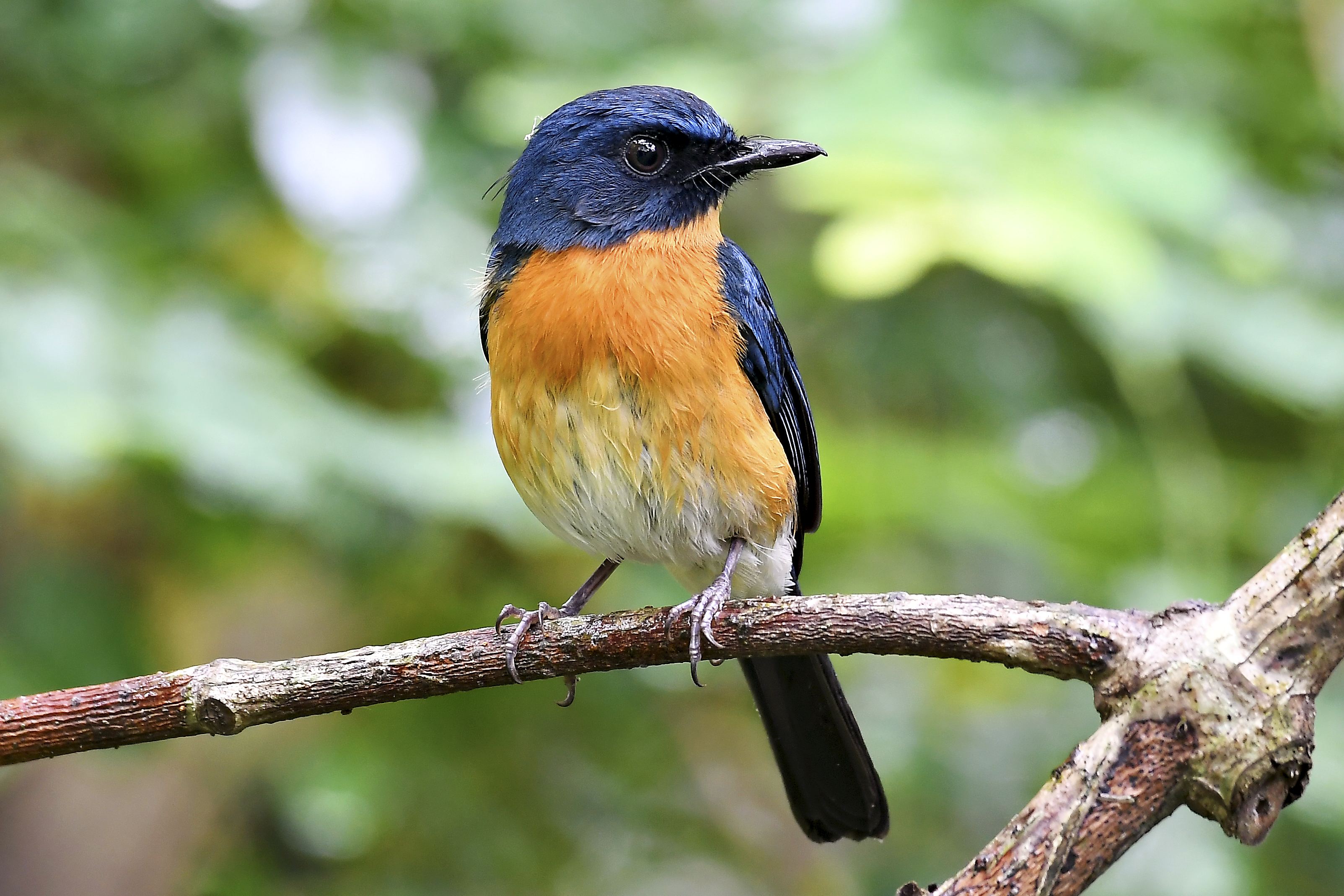 Mangrove Blue Flycatcher — Borneo wildlife, book, free download, jungle tour, bird, bird tour