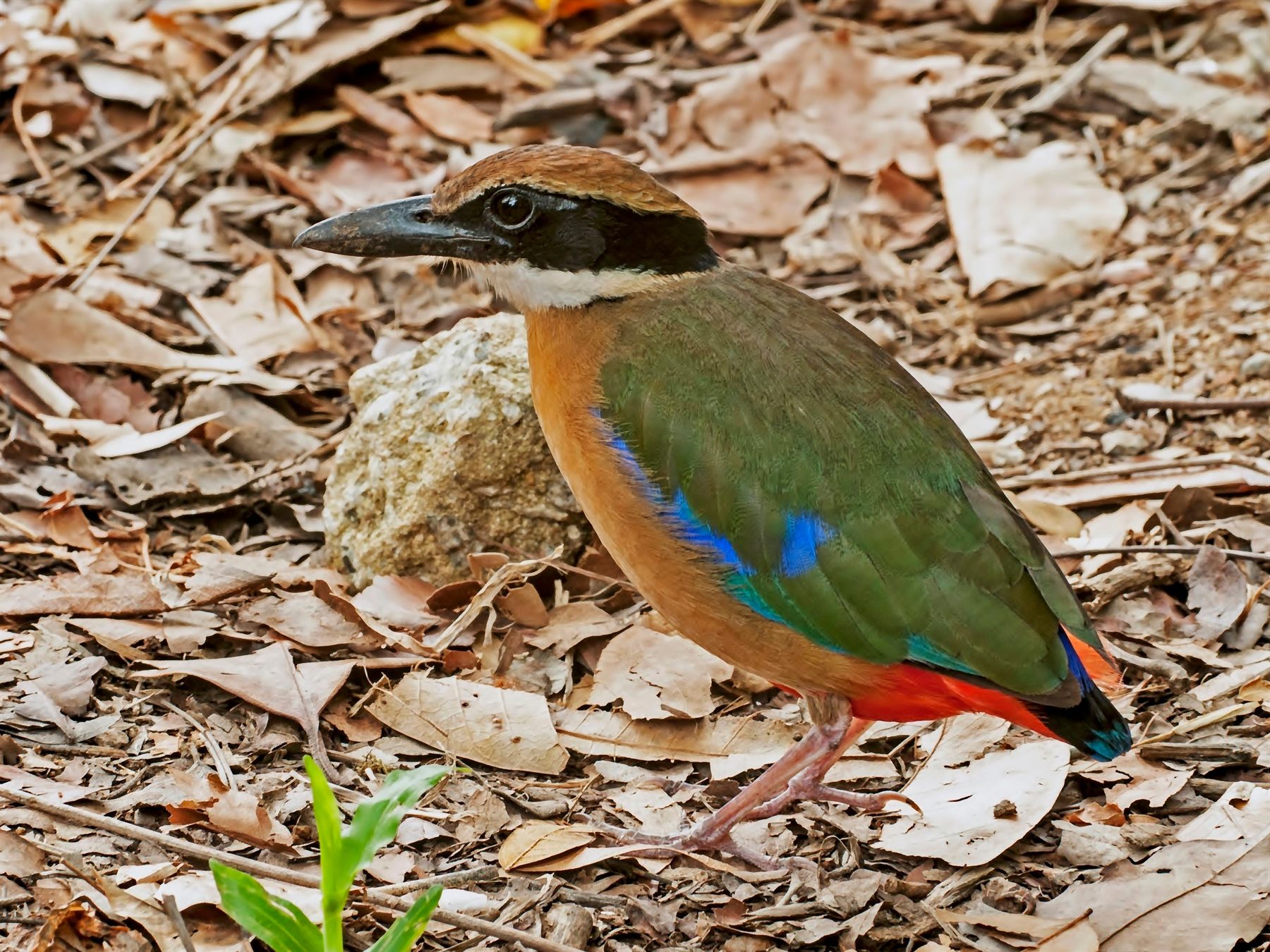 Mangrove Pitta — Borneo wildlife, book, free download, jungle tour, bird, bird tour