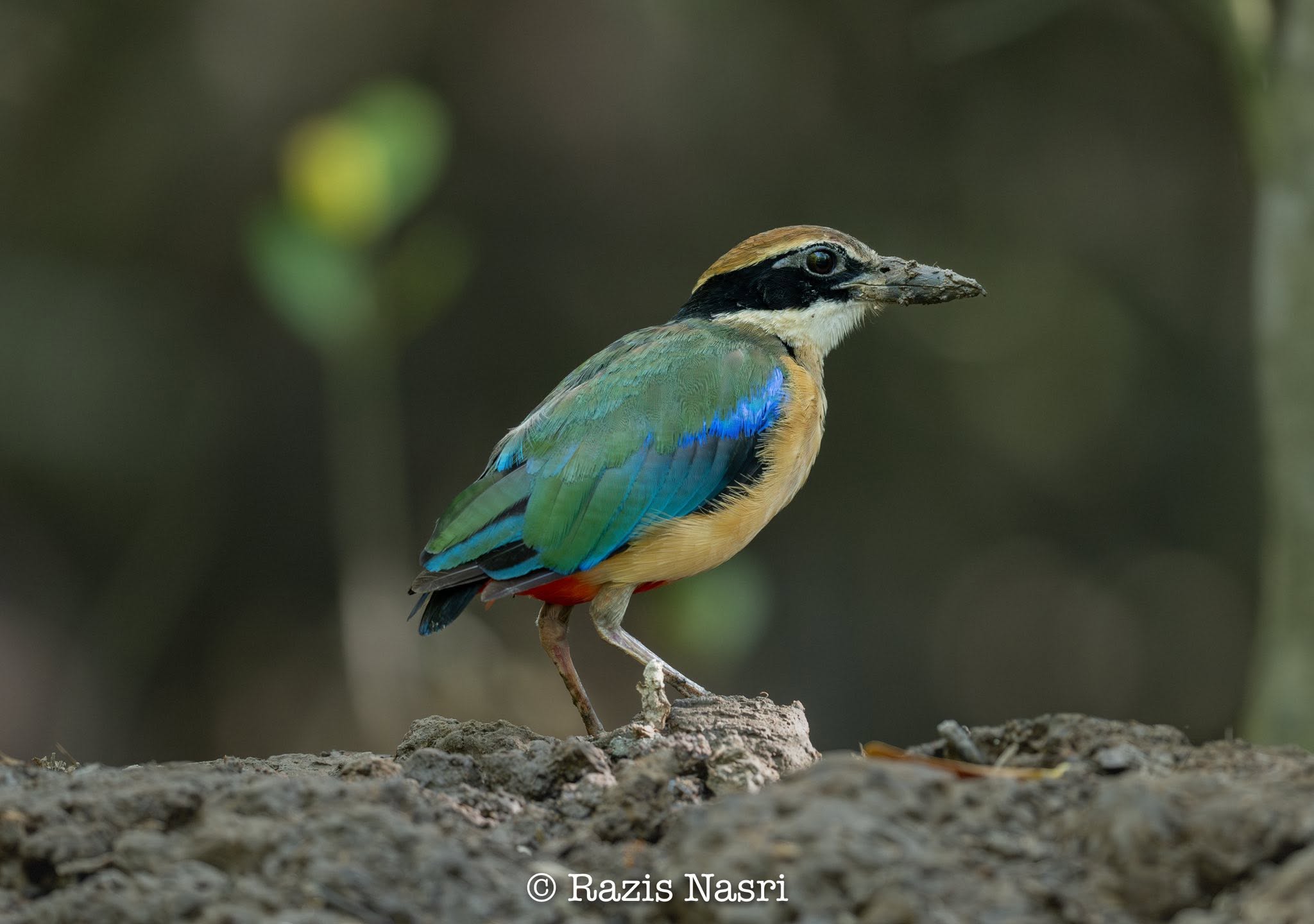 Mangrove Pitta — Borneo wildlife, book, free download, jungle tour, bird, bird tour