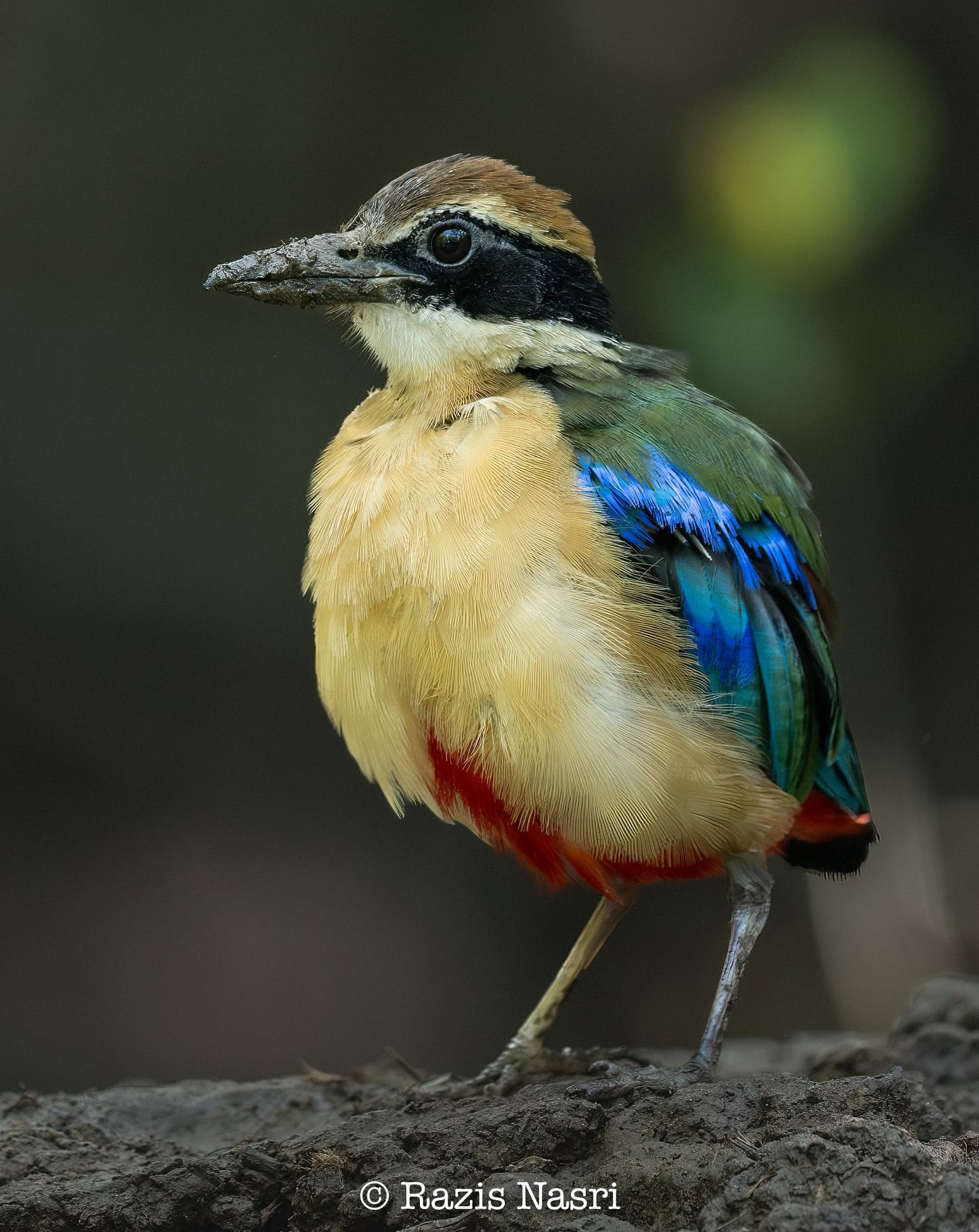 Mangrove Pitta — Borneo wildlife, book, free download, jungle tour, bird, bird tour