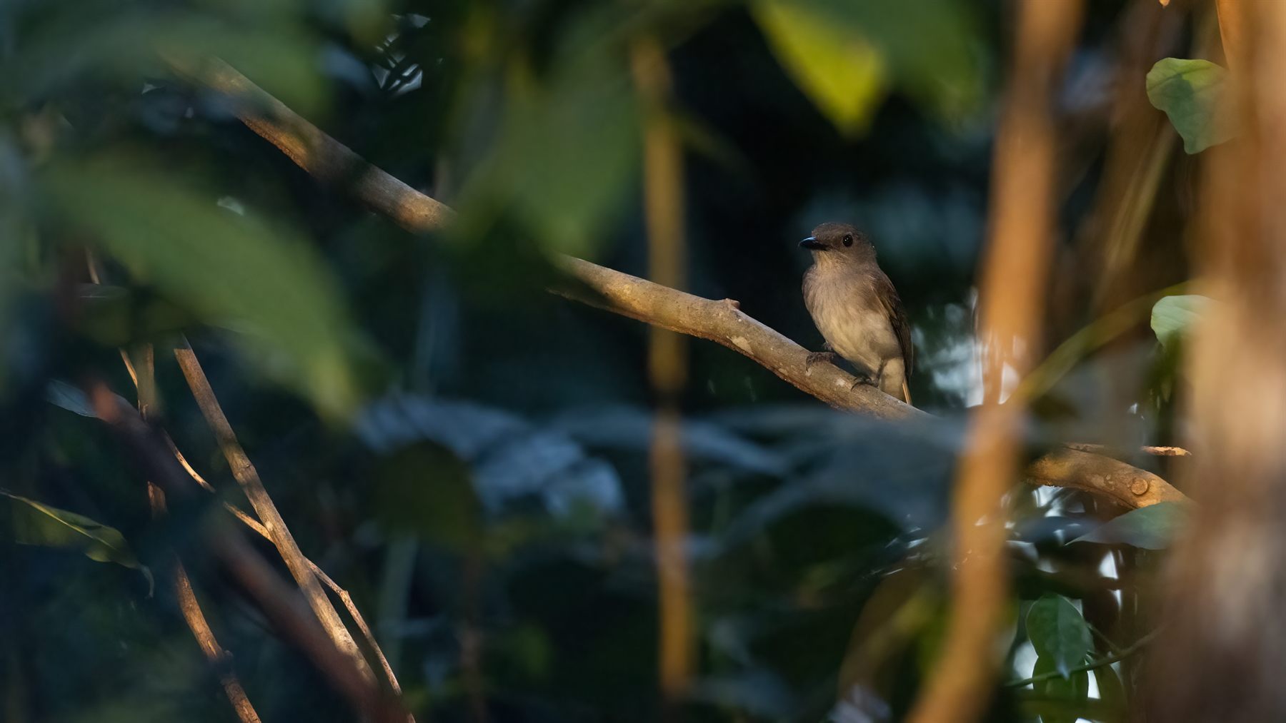 Mangrove Whistler — Borneo wildlife, book, free download, jungle tour, bird, bird tour