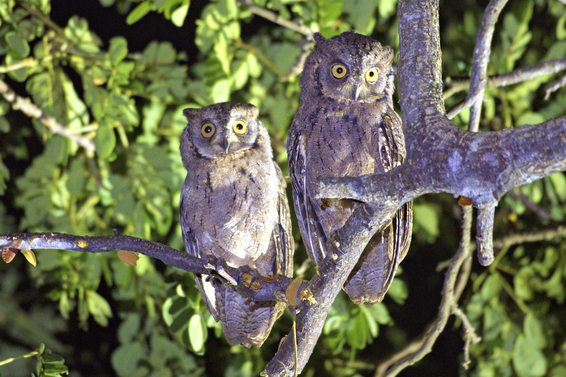 Mantanani Scops-Owl — Borneo wildlife, book, free download, jungle tour, bird, bird tour