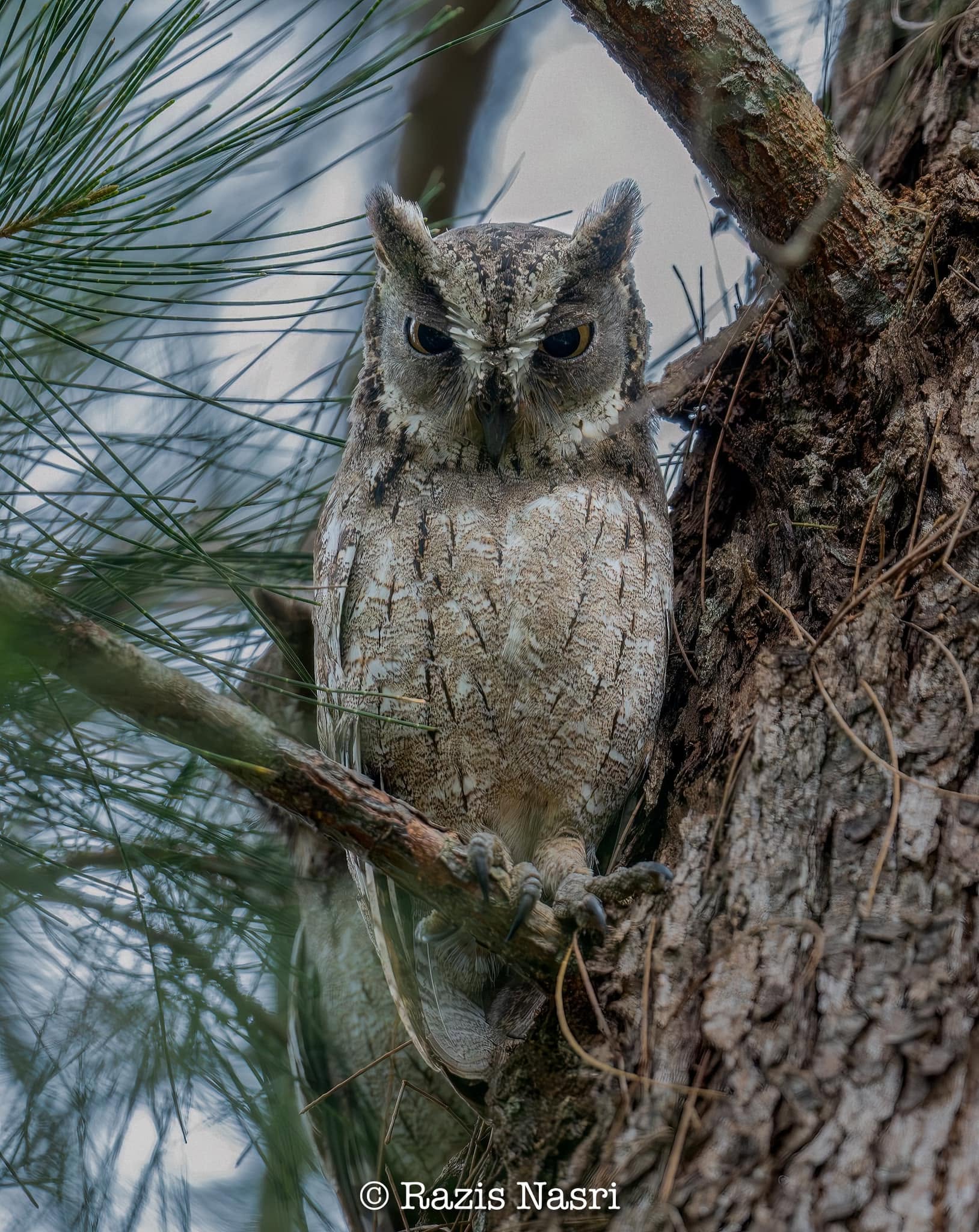 Mantanani Scops-Owl — Borneo wildlife, book, free download, jungle tour, bird, bird tour