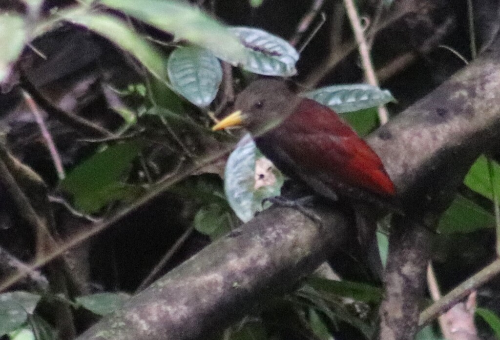 Maroon Woodpecker — Borneo wildlife, book, free download, jungle tour, bird, bird tour