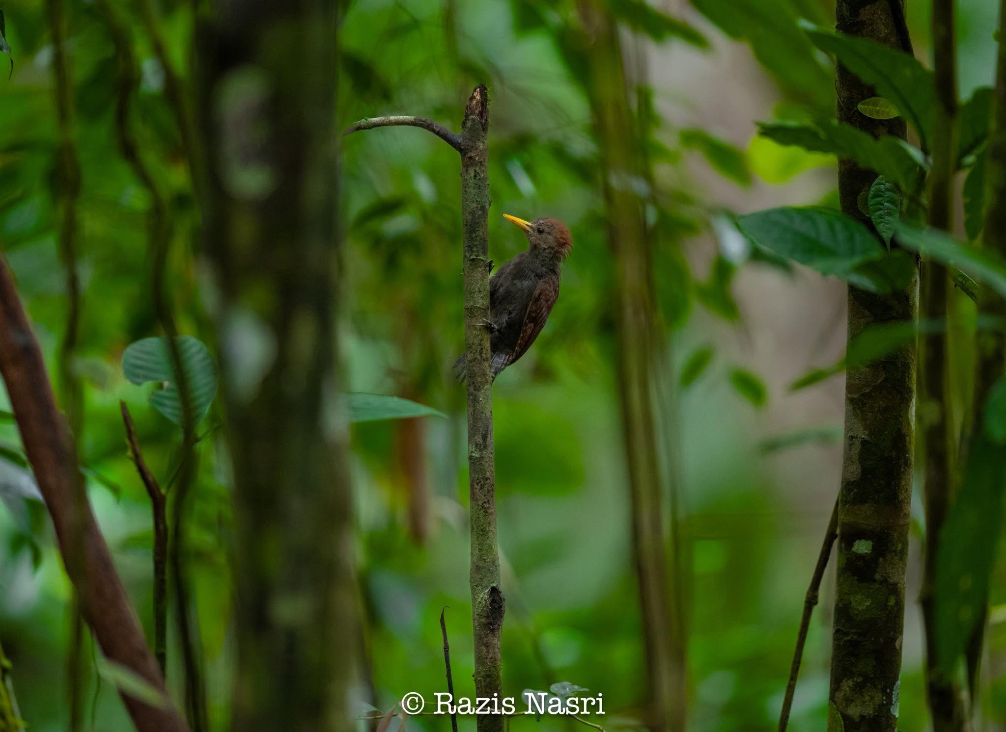 Maroon Woodpecker — Borneo wildlife, book, free download, jungle tour, bird, bird tour