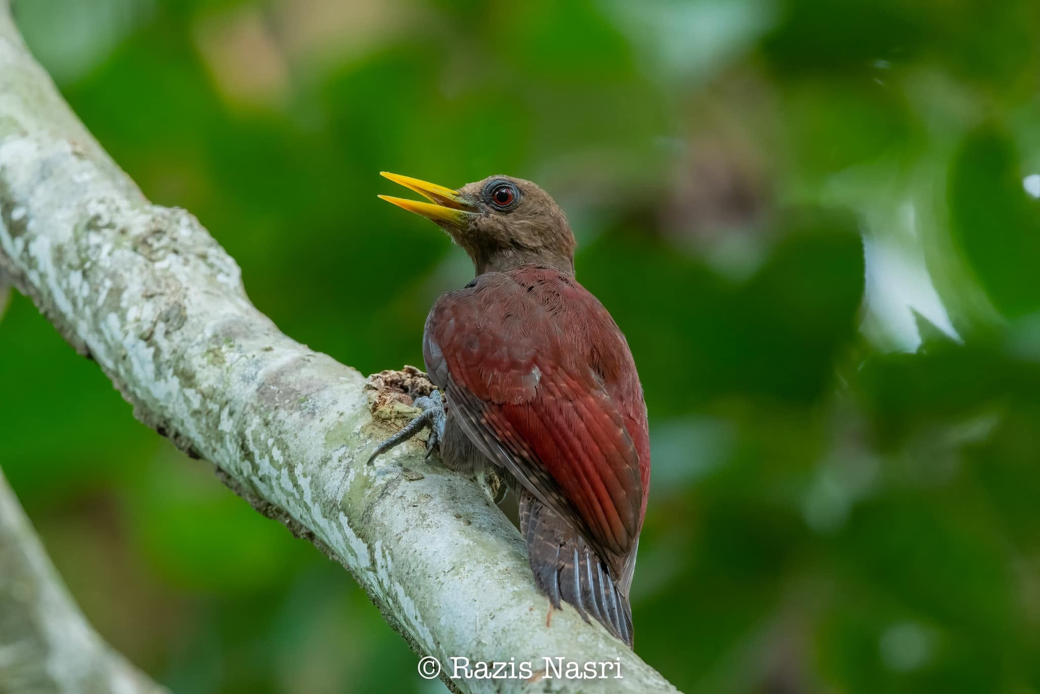 Maroon Woodpecker — Borneo wildlife, book, free download, jungle tour, bird, bird tour