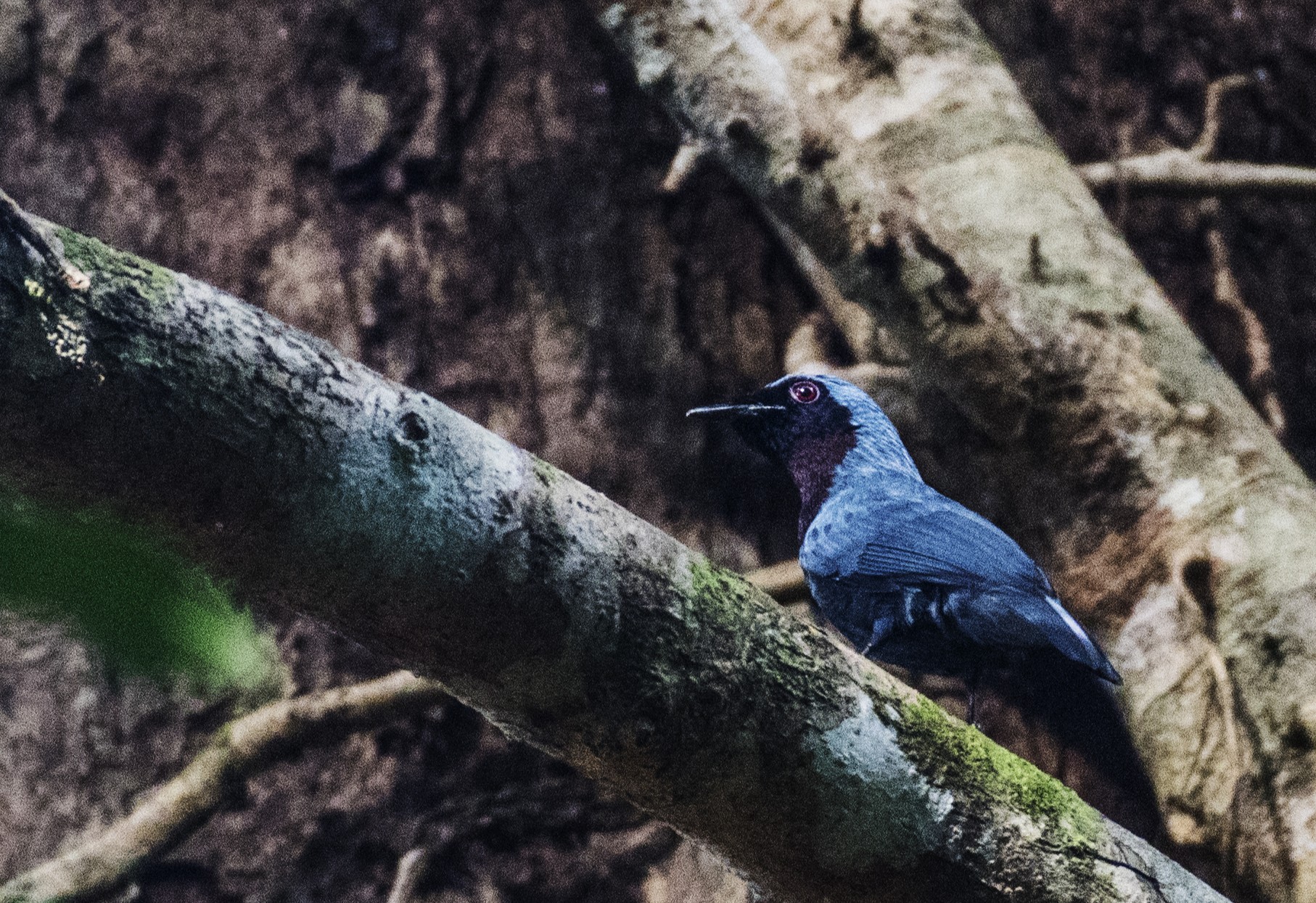 Maroon-breasted Philentoma — Borneo wildlife, book, free download, jungle tour, bird, bird tour