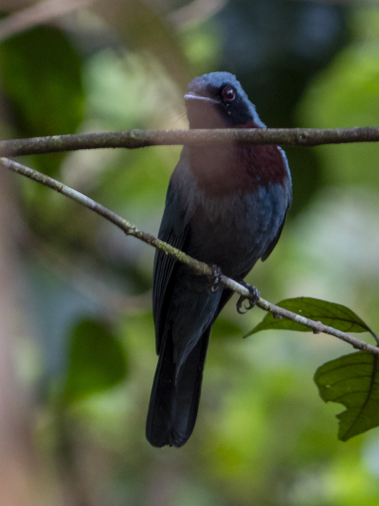 Maroon-breasted Philentoma — Borneo wildlife, book, free download, jungle tour, bird, bird tour
