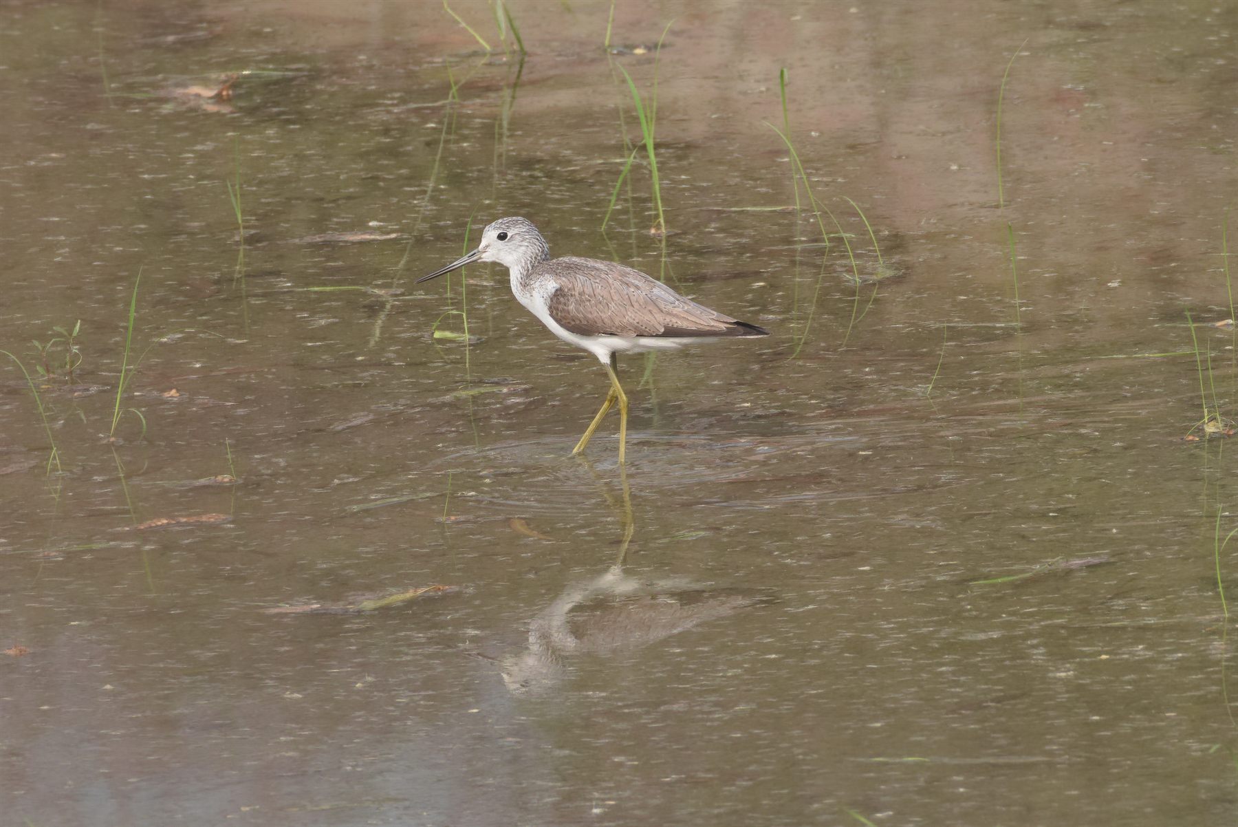 Marsh Sandpiper — Borneo wildlife, book, free download, jungle tour, bird, bird tour