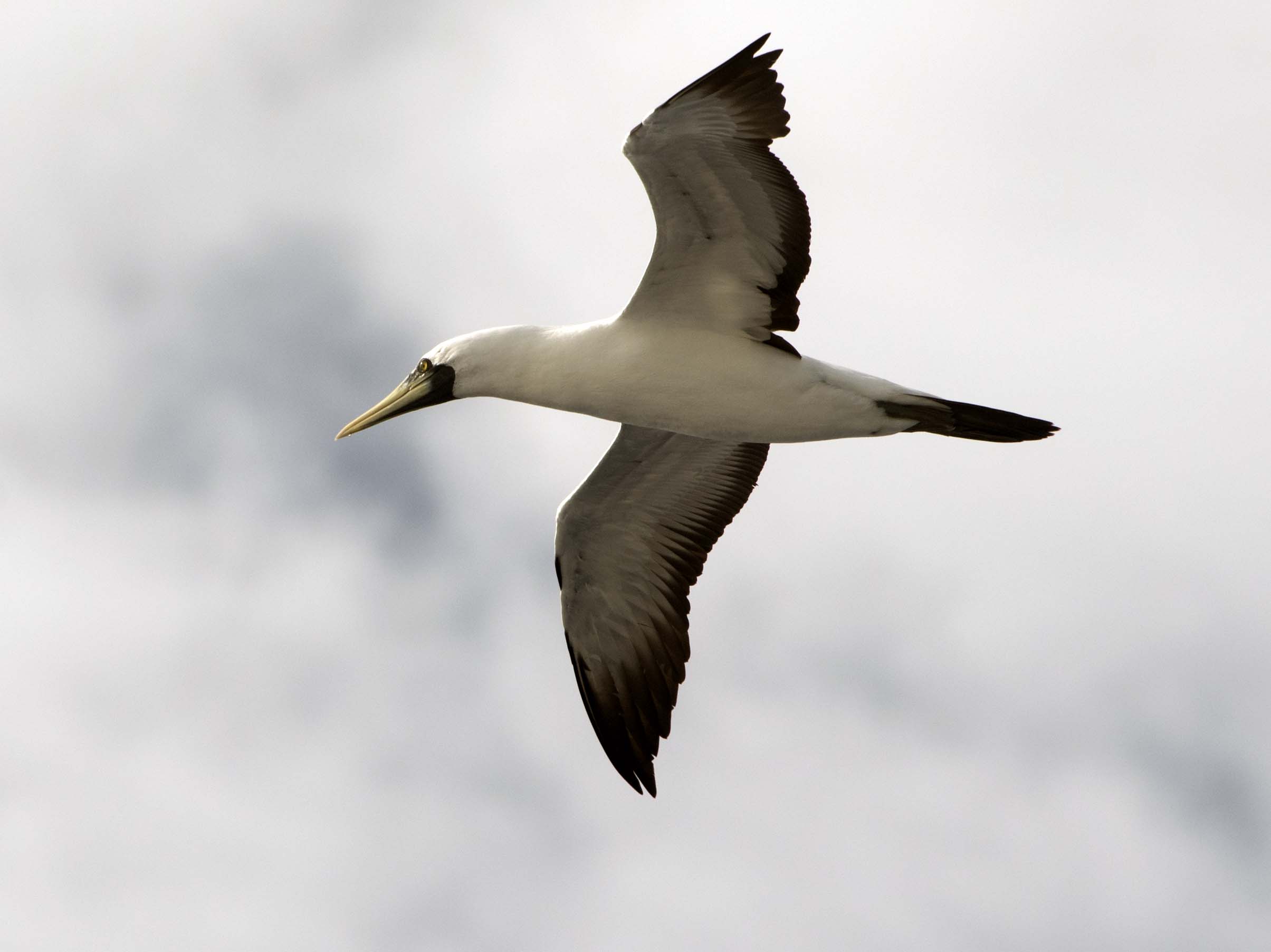 Masked Booby — Borneo wildlife, book, free download, jungle tour, bird, bird tour