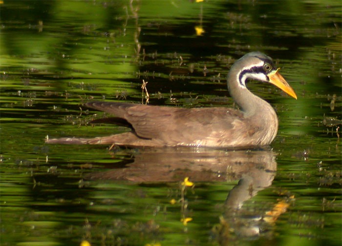 Masked Finfoot — Borneo wildlife, book, free download, jungle tour, bird, bird tour
