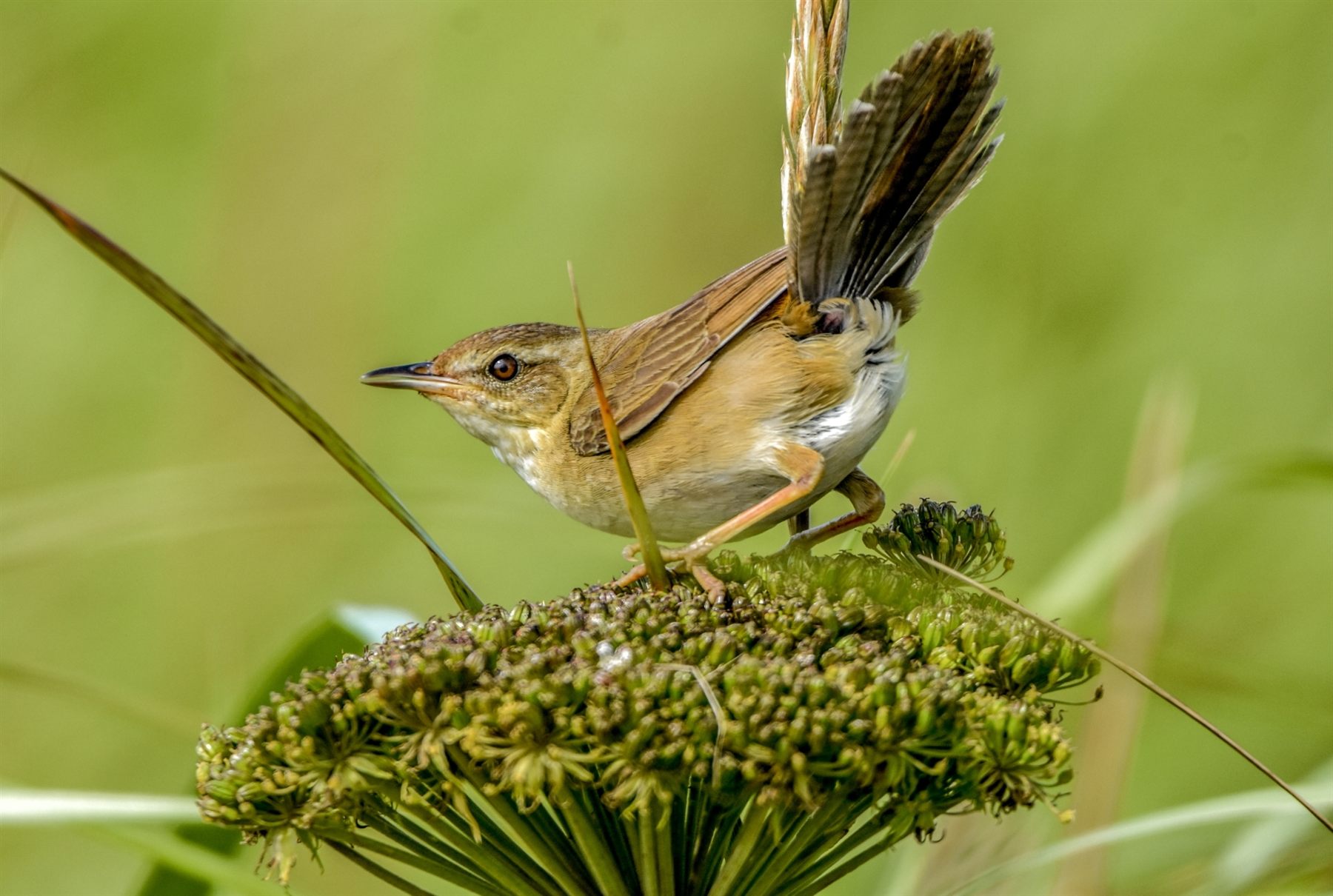 Middendorff's Grasshopper Warbler — Borneo wildlife, book, free download, jungle tour, bird, bird tour