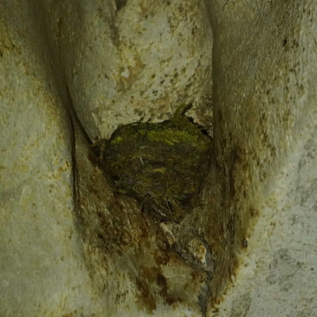 Mossy-nest Swiftlet — Borneo wildlife, book, free download, jungle tour, bird, bird tour