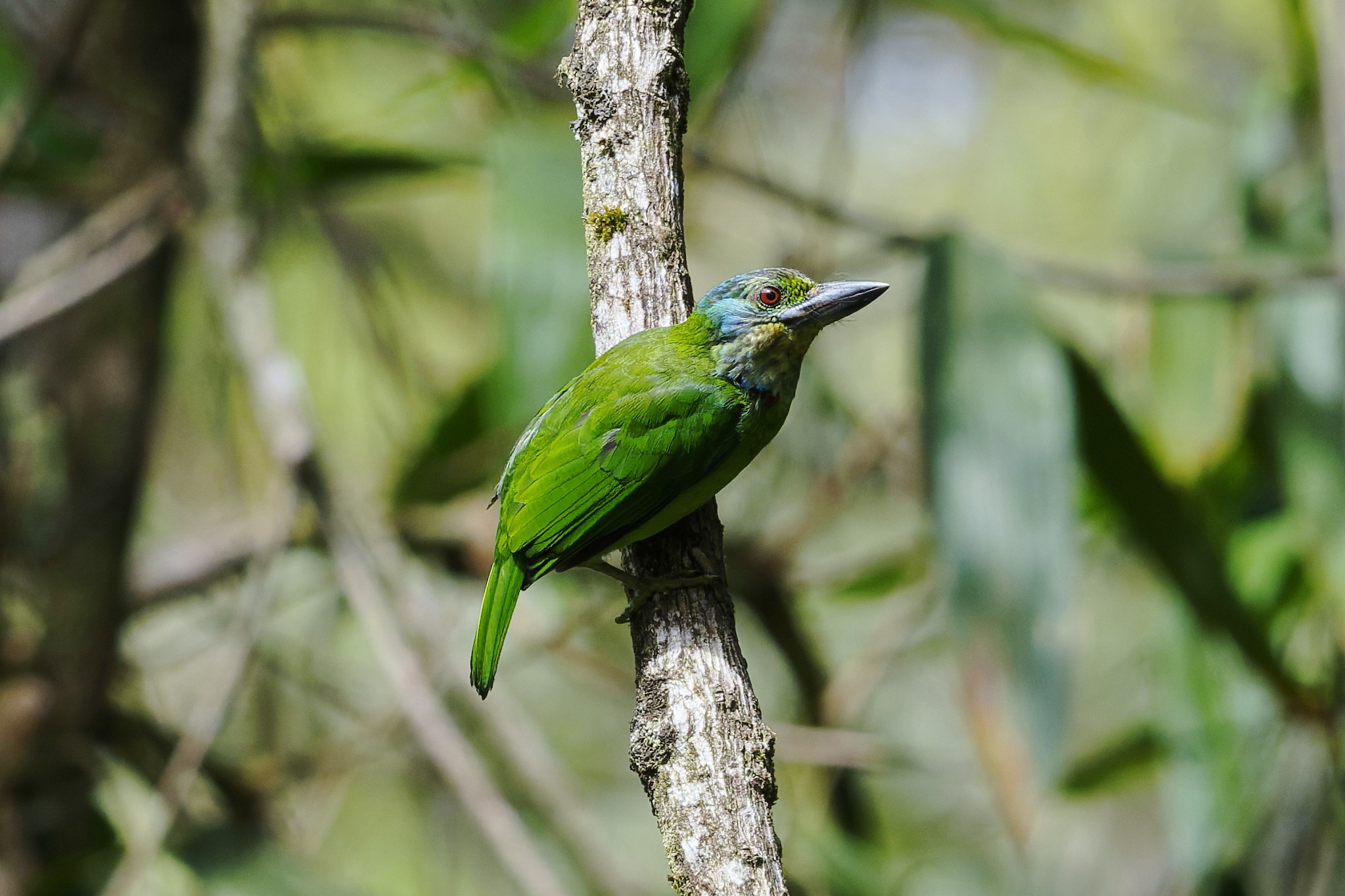 Mountain Barbet — Borneo wildlife, book, free download, jungle tour, bird, bird tour