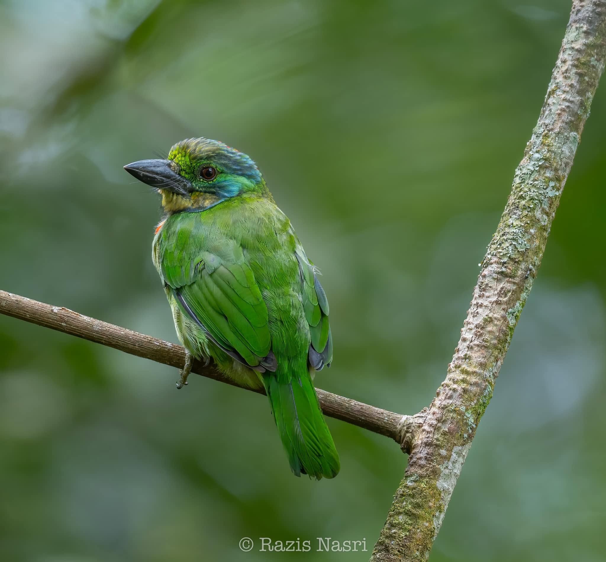 Mountain Barbet — Borneo wildlife, book, free download, jungle tour, bird, bird tour