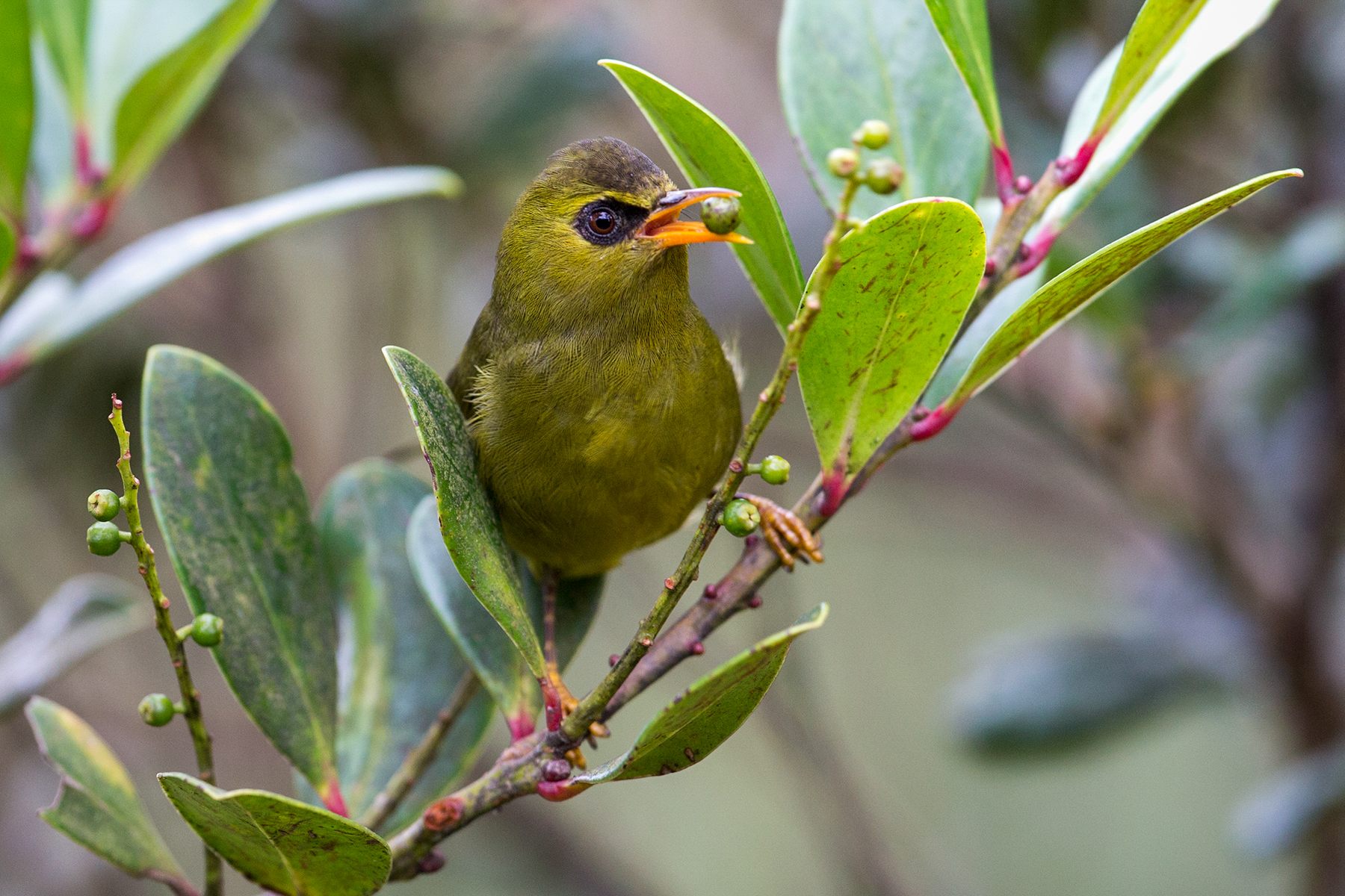 Mountain Black-eye — Borneo wildlife, book, free download, jungle tour, bird, bird tour