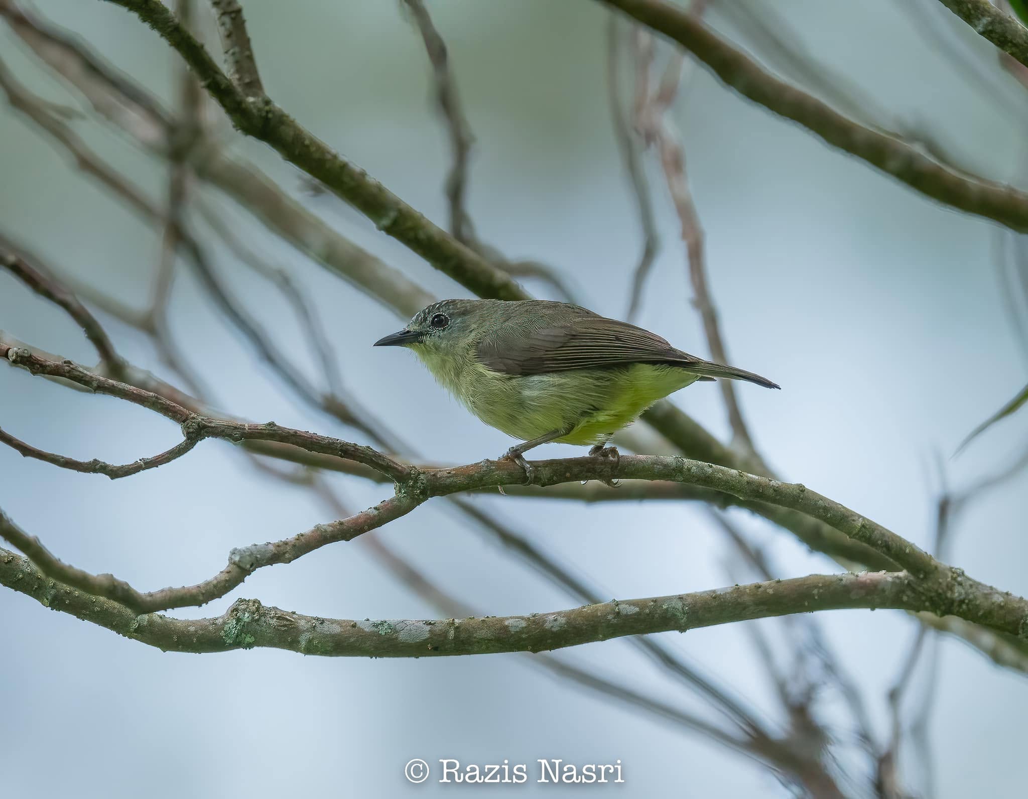Mountain Black-eye — Borneo wildlife, book, free download, jungle tour, bird, bird tour