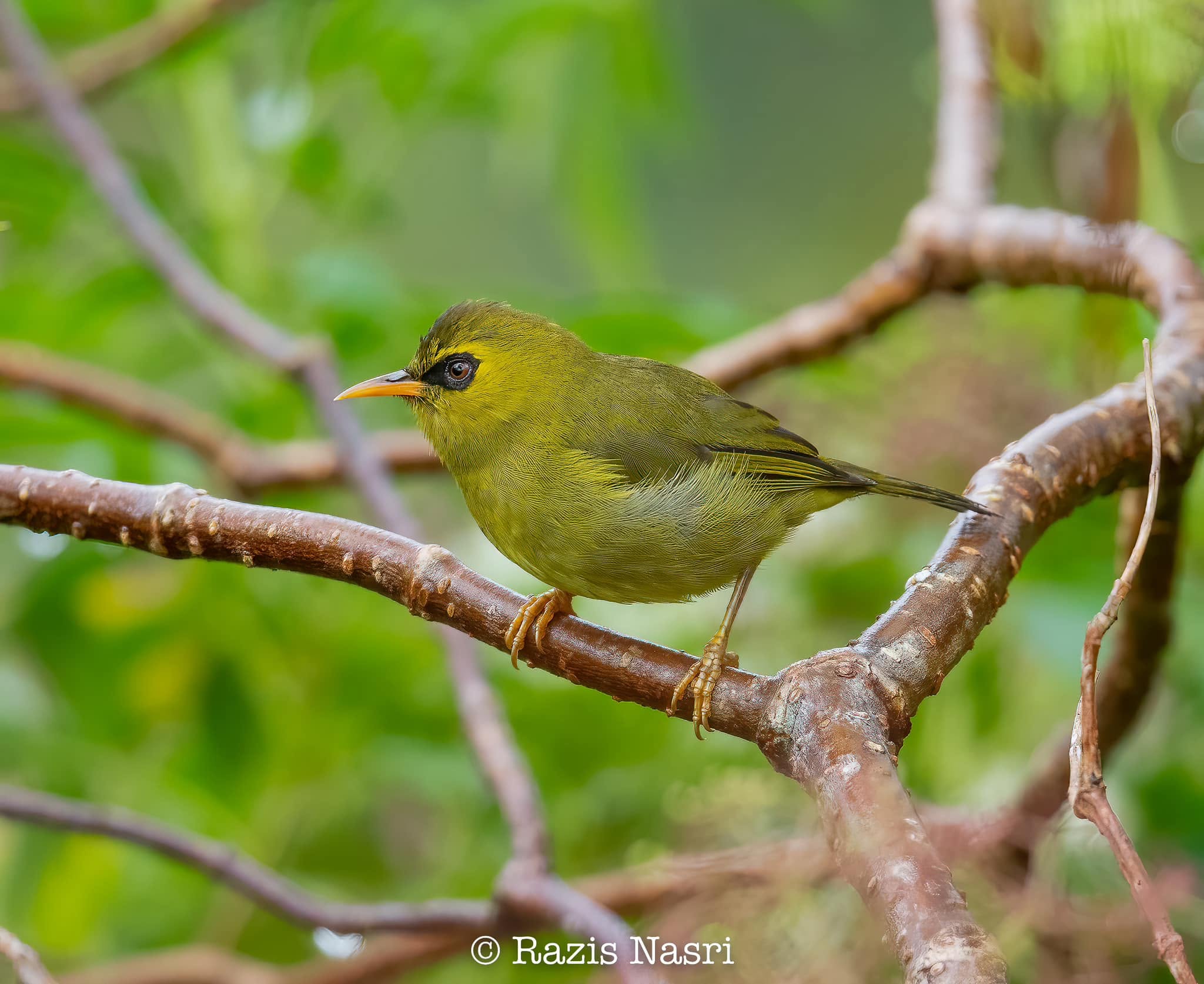 Mountain Black-eye — Borneo wildlife, book, free download, jungle tour, bird, bird tour