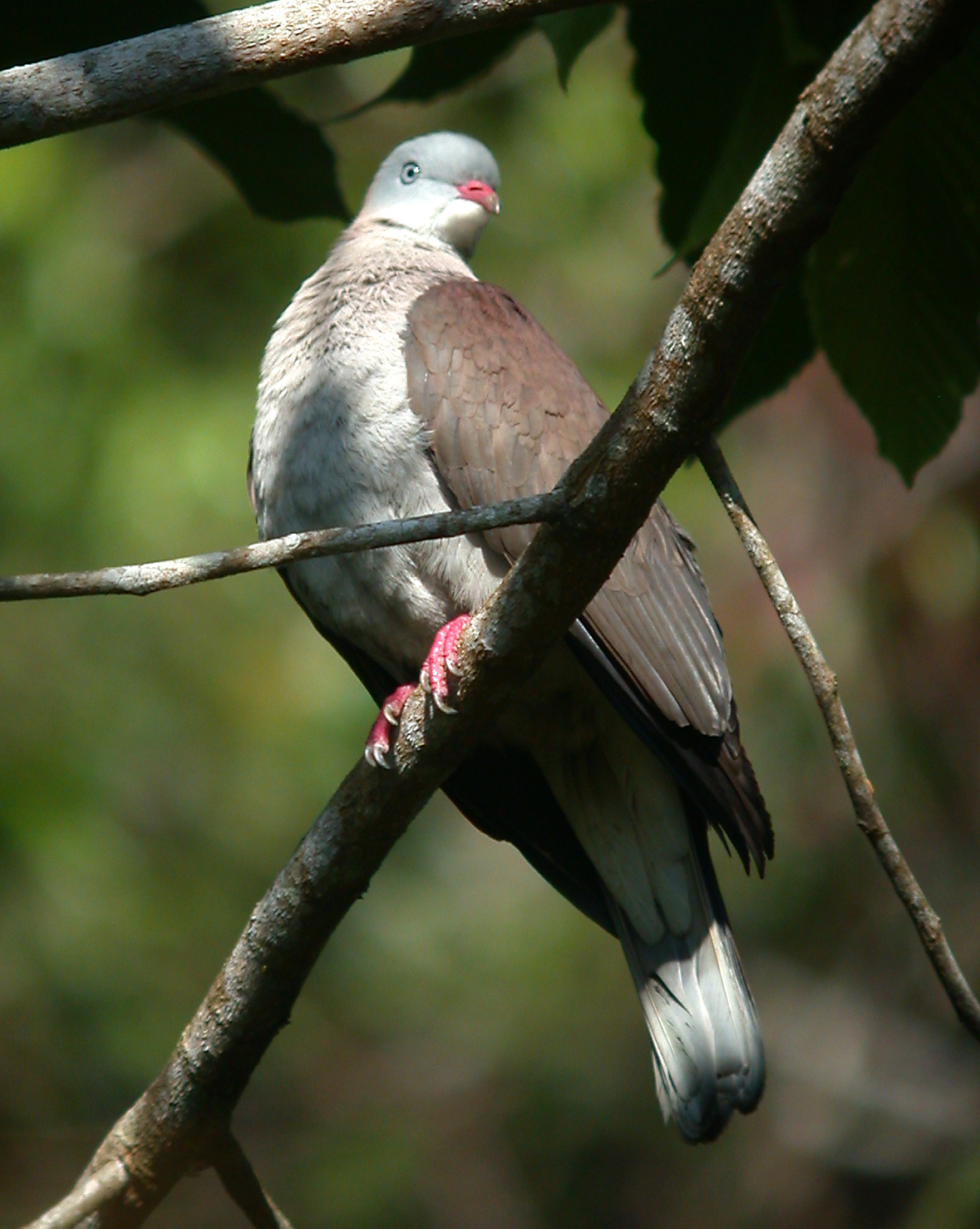 Mountain Imperial-Pigeon — Borneo wildlife, book, free download, jungle tour, bird, bird tour