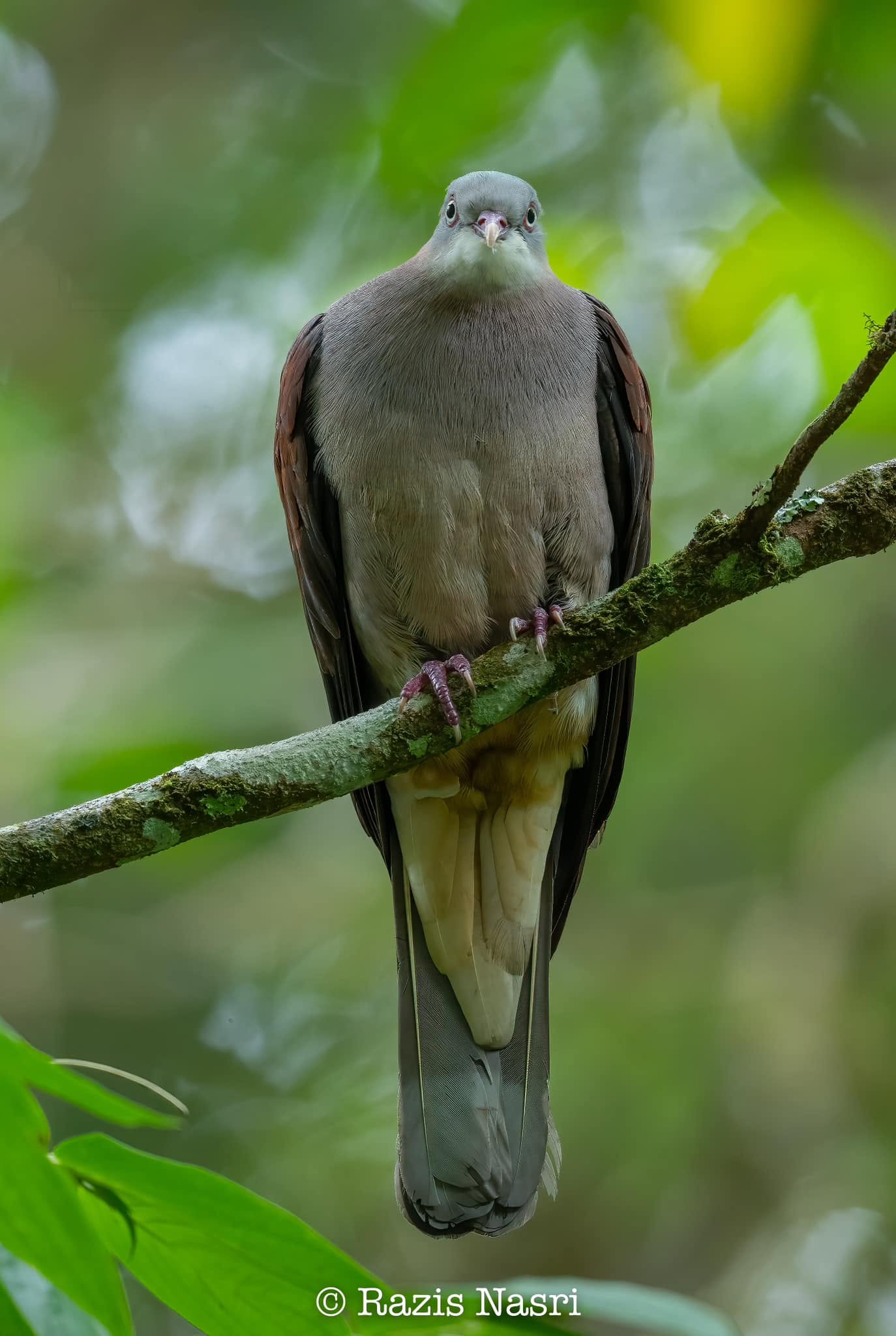 Mountain Imperial-Pigeon — Borneo wildlife, book, free download, jungle tour, bird, bird tour