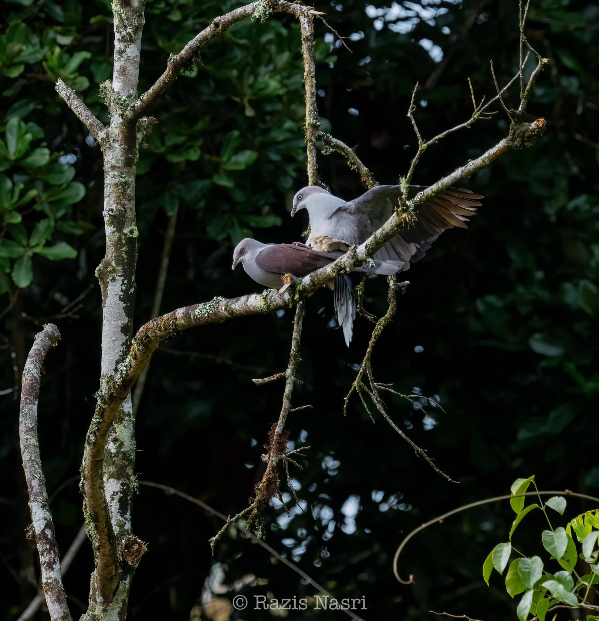 Mountain Imperial-Pigeon — Borneo wildlife, book, free download, jungle tour, bird, bird tour