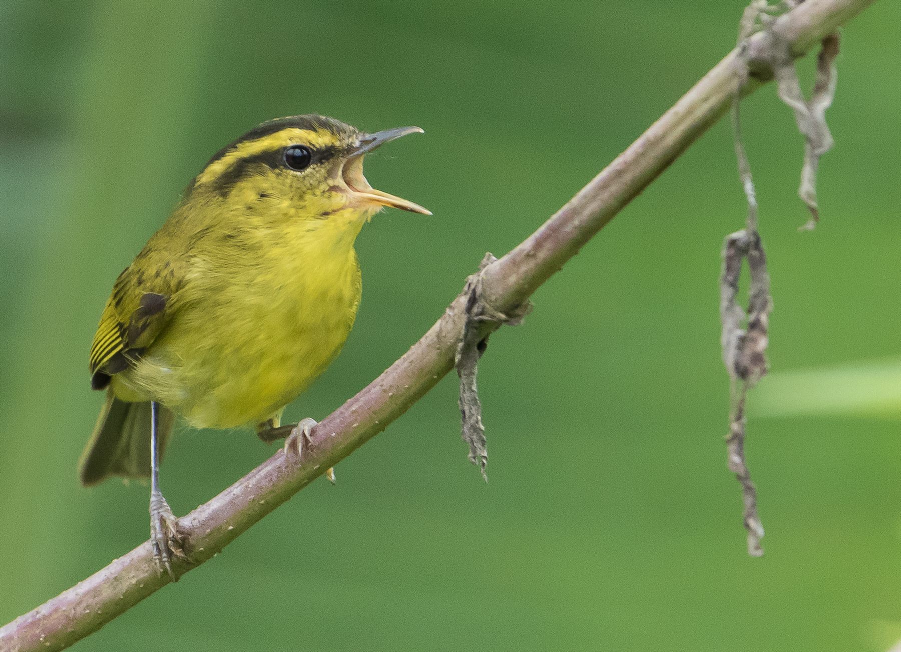 Mountain Leaf Warbler — Borneo wildlife, book, free download, jungle tour, bird, bird tour