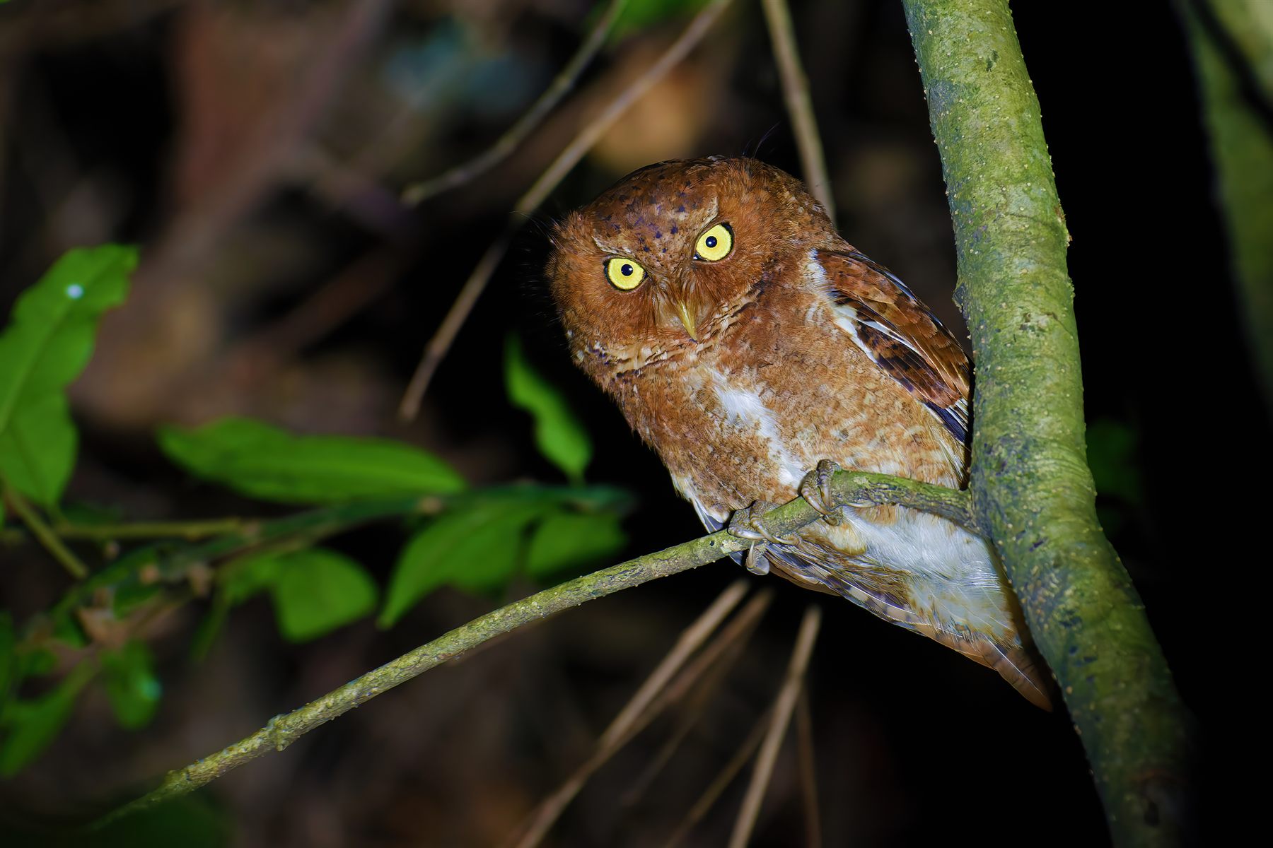 Mountain Scops-Owl — Borneo wildlife, book, free download, jungle tour, bird, bird tour