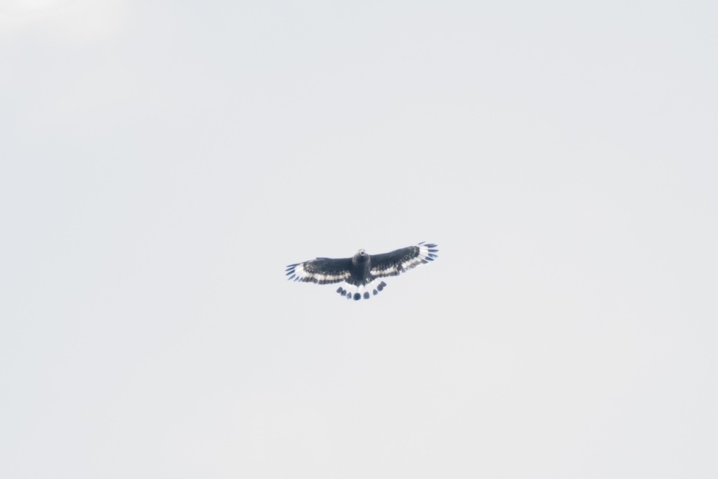 Mountain Serpent-eagle — Borneo wildlife, book, free download, jungle tour, bird, bird tour