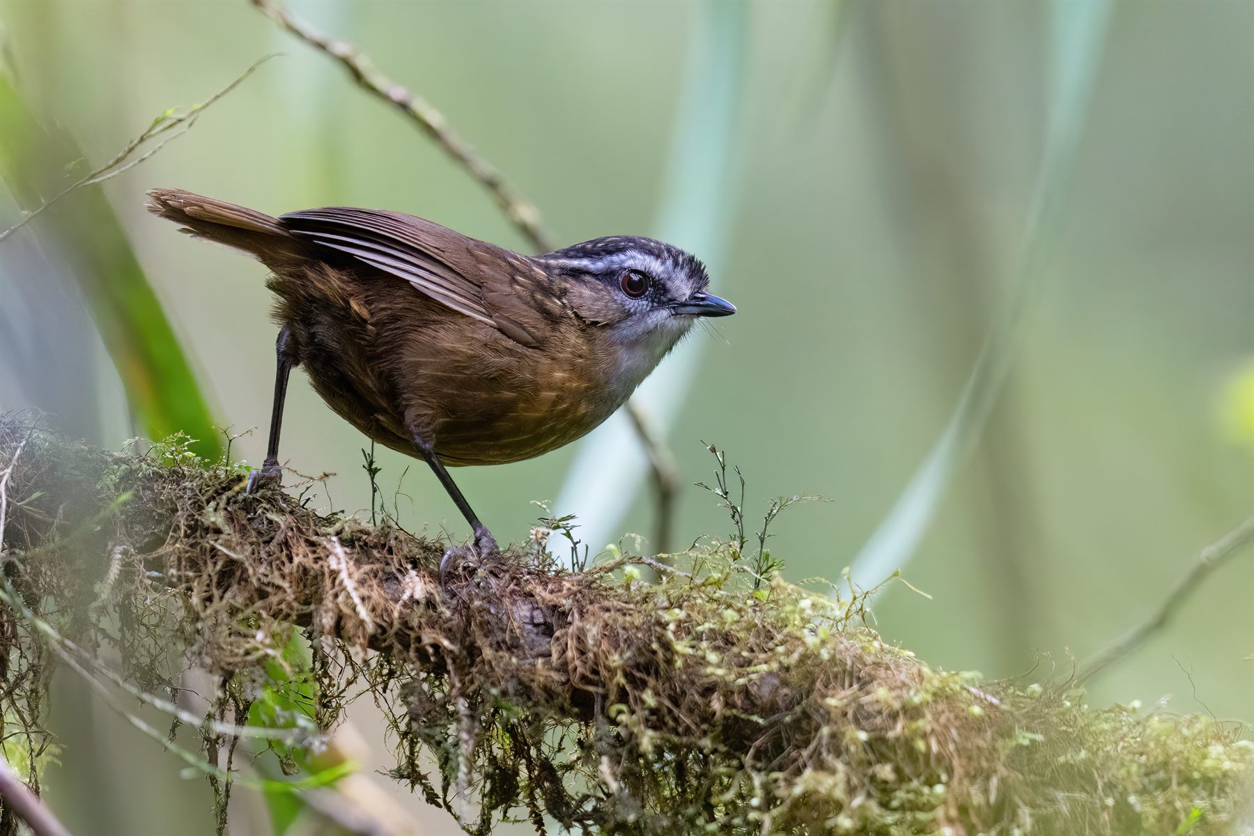 Mountain Wren-Babbler — Borneo wildlife, book, free download, jungle tour, bird, bird tour