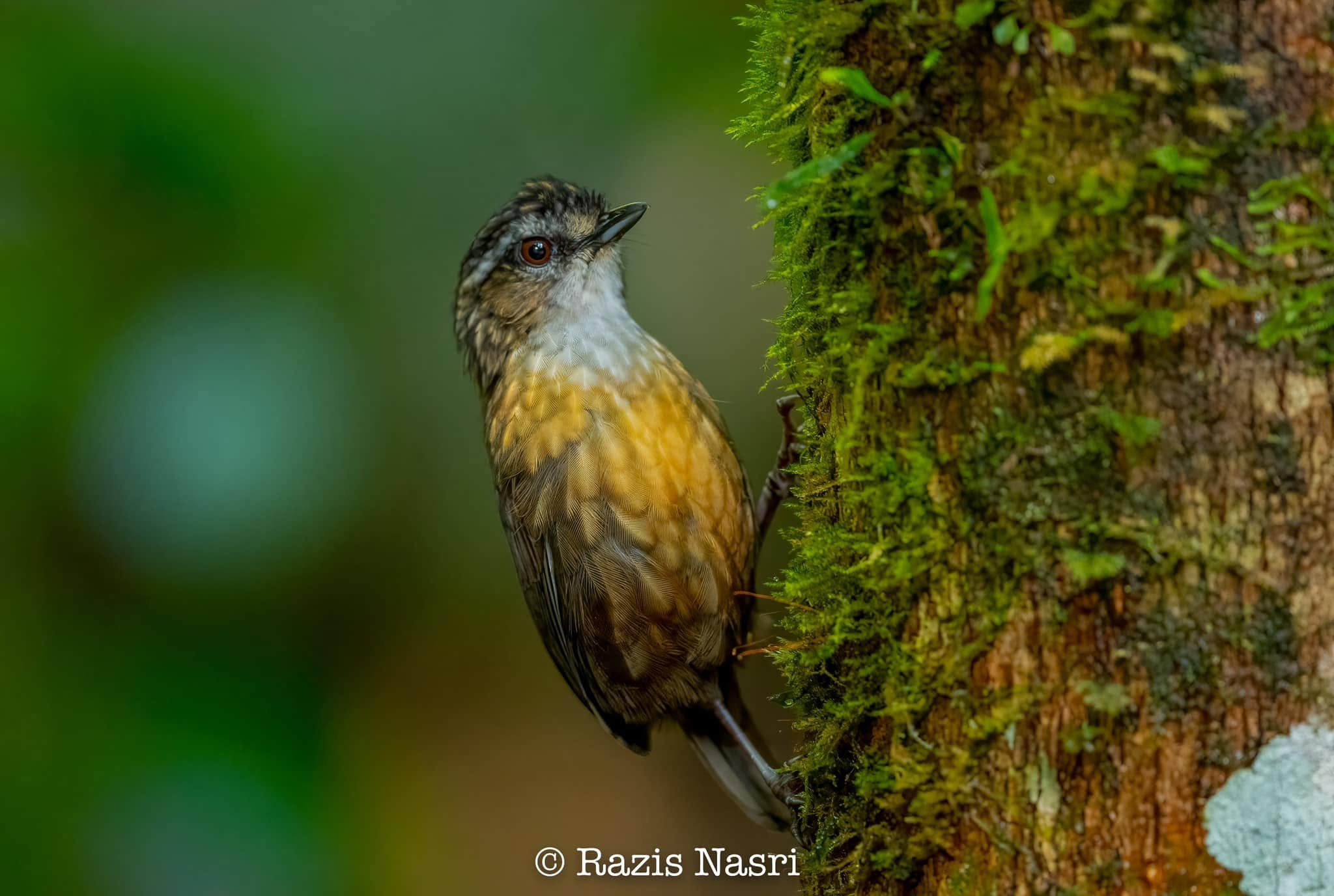 Mountain Wren-Babbler — Borneo wildlife, book, free download, jungle tour, bird, bird tour
