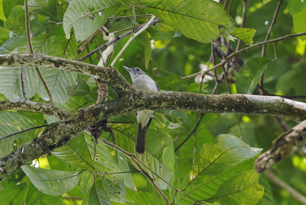 Moustached Babbler — Borneo wildlife, book, free download, jungle tour, bird, bird tour