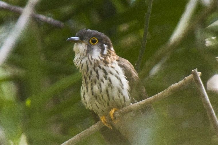 Moustached Hawk-Cuckoo — Borneo wildlife, book, free download, jungle tour, bird, bird tour