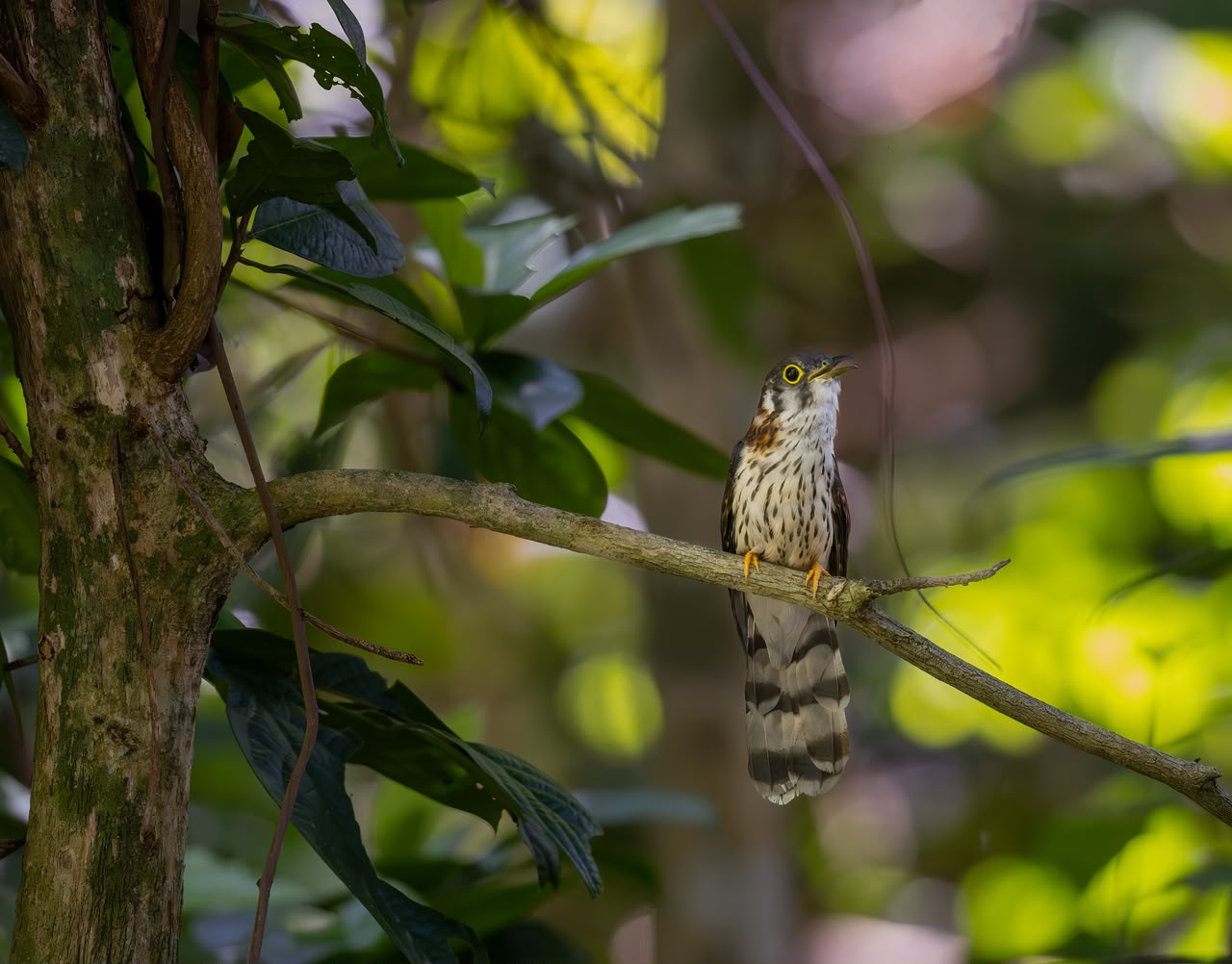 Moustached Hawk-Cuckoo — Borneo wildlife, book, free download, jungle tour, bird, bird tour