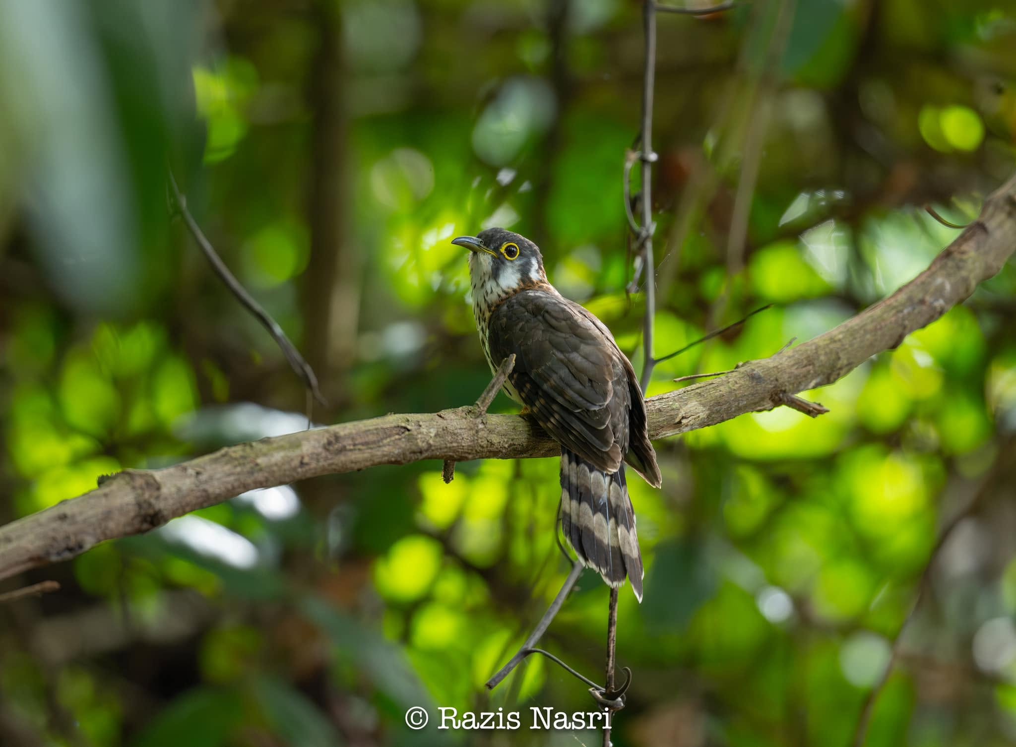 Moustached Hawk-Cuckoo — Borneo wildlife, book, free download, jungle tour, bird, bird tour