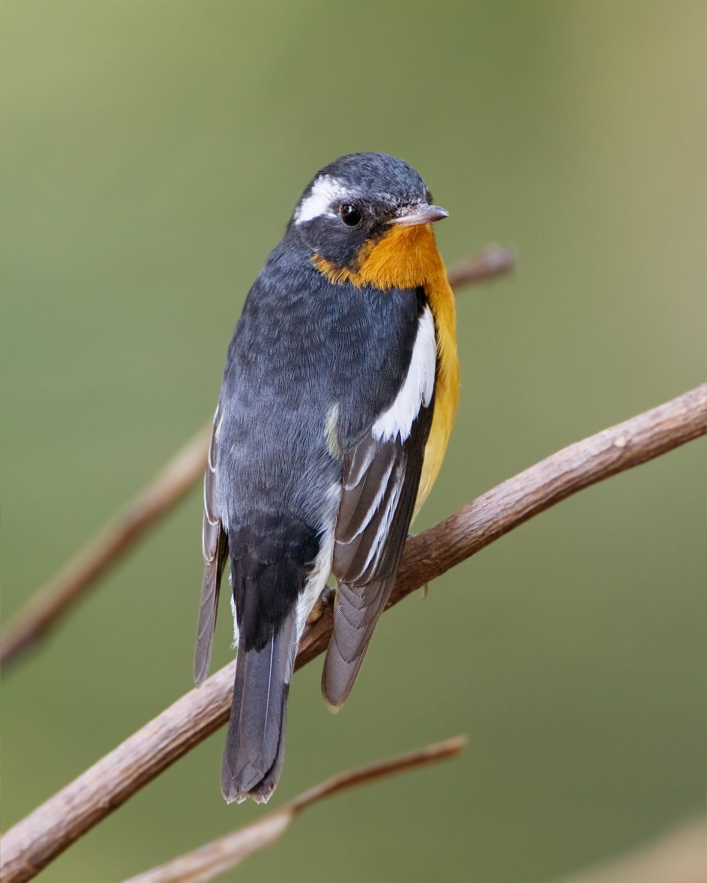 Mugimaki Flycatcher — Borneo wildlife, book, free download, jungle tour, bird, bird tour